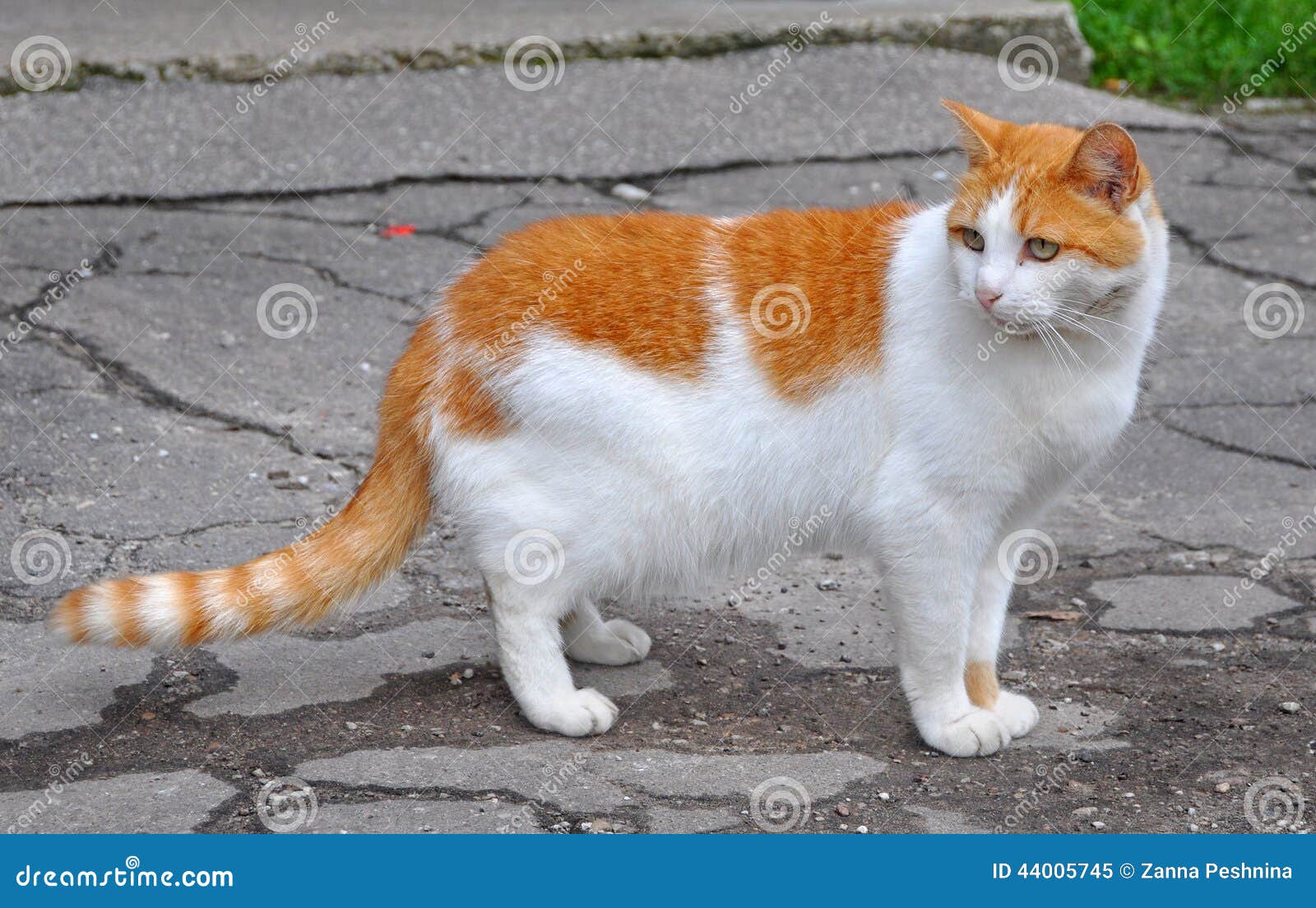  Cat  On The Paved Road Stock Photo Image 44005745