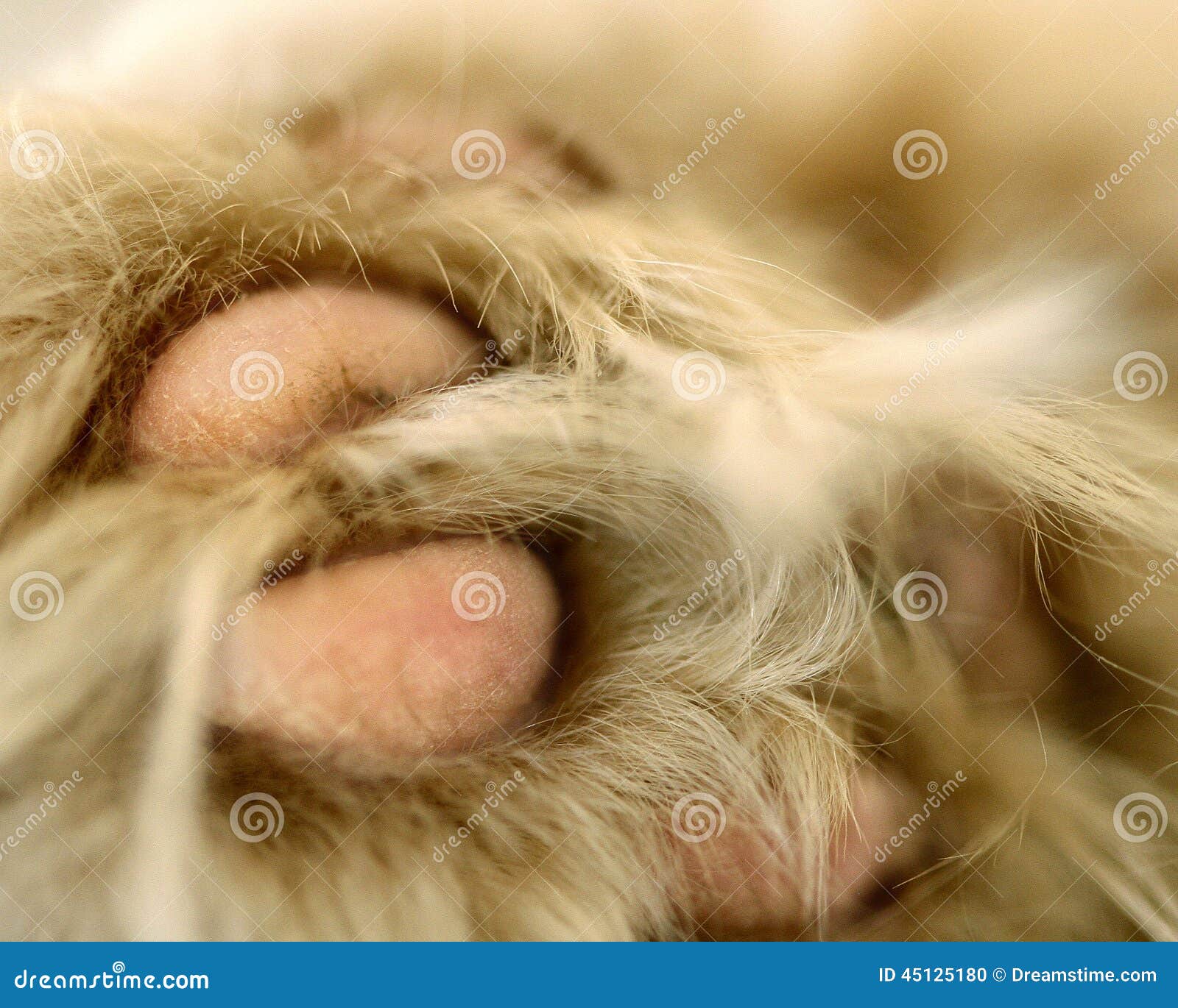 cat paw