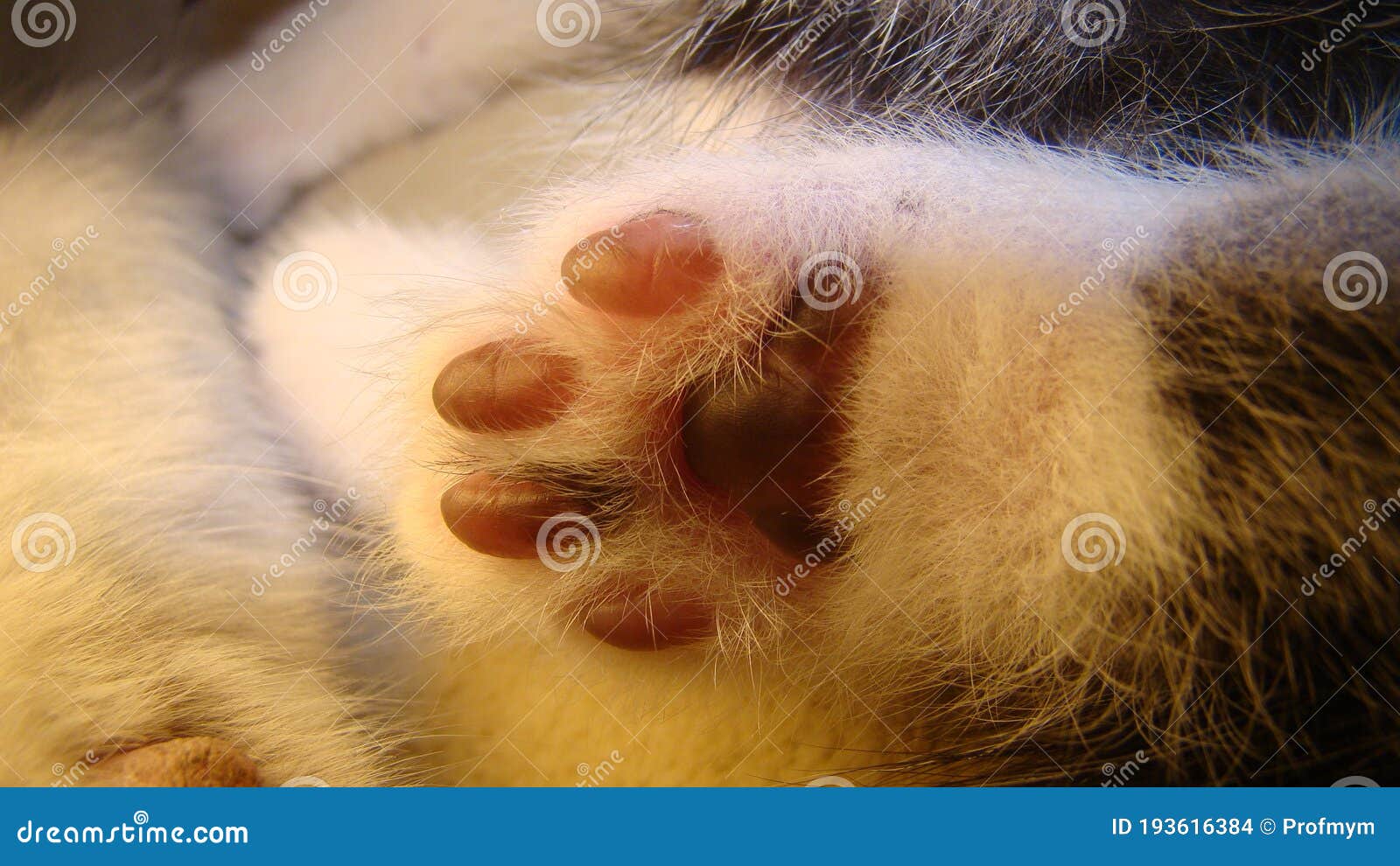 Cat Paw Cat Paws the Foot of the Kitten Footprint Stock Photo