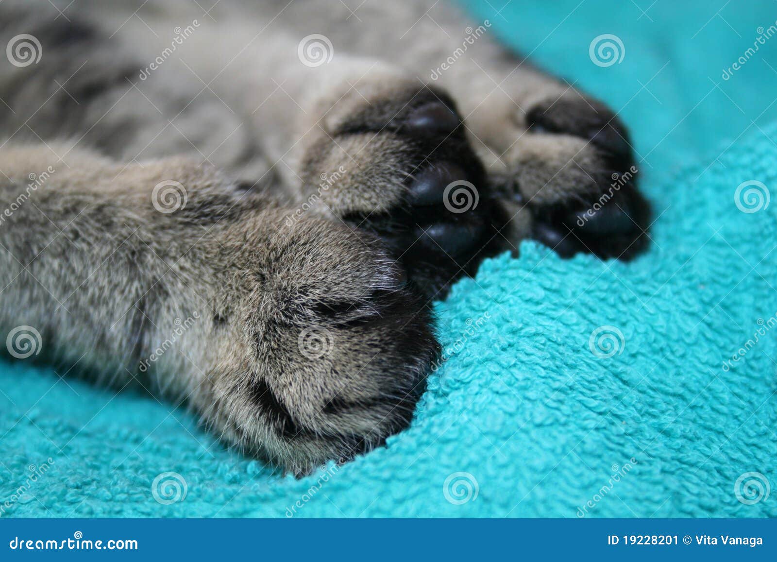 Cat paws stock image. Image of foot, sensitive, grey 19228201