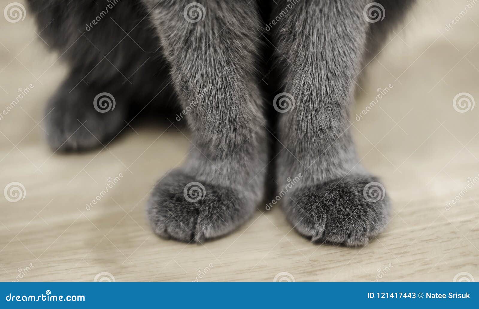 Cat Paws Sitting on Wooden Table Stock Image Image of animal, hair 121417443