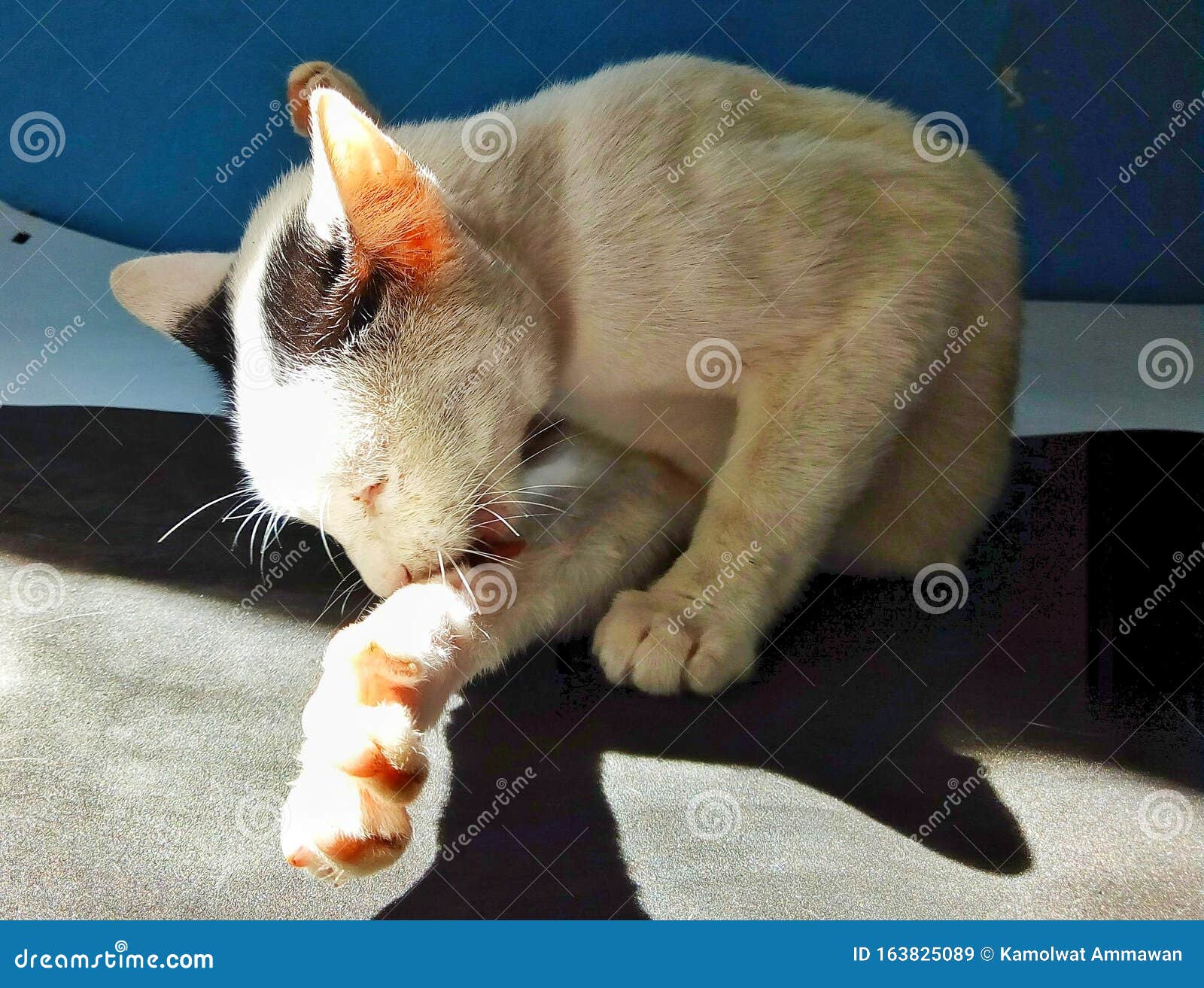 Itchy Dog Scratching Neck Stock Photo 124449312