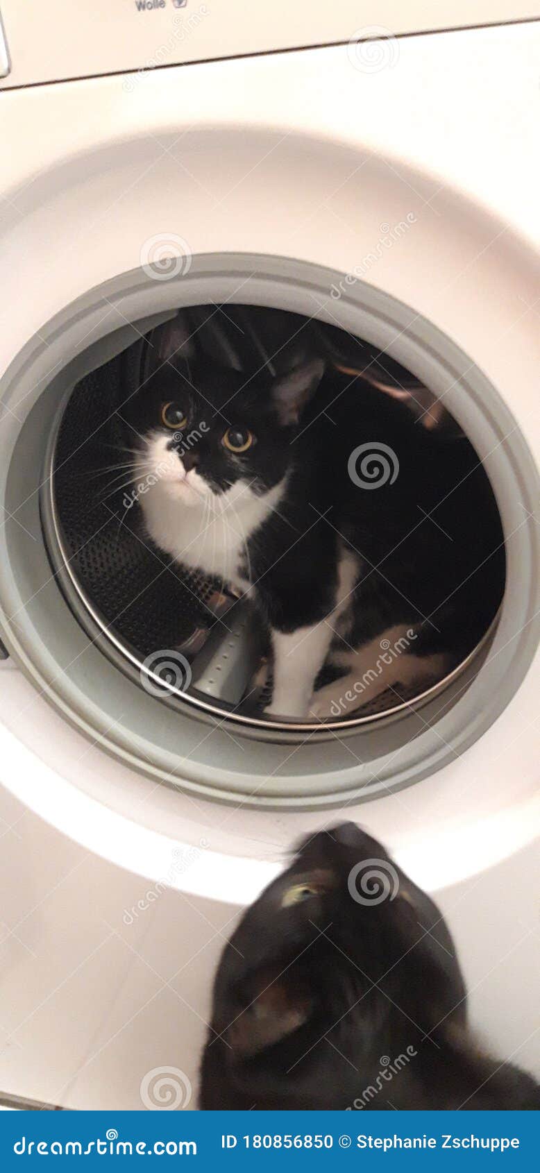Cat pet washing machine stock photo. Image of whiskers 180856850