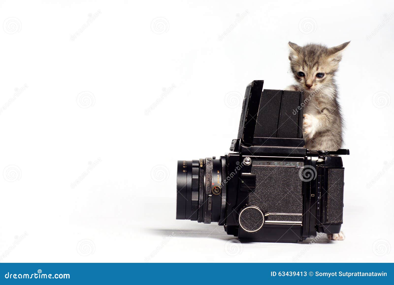 Cat photographer stock image. Image of kitty, photographer 63439413