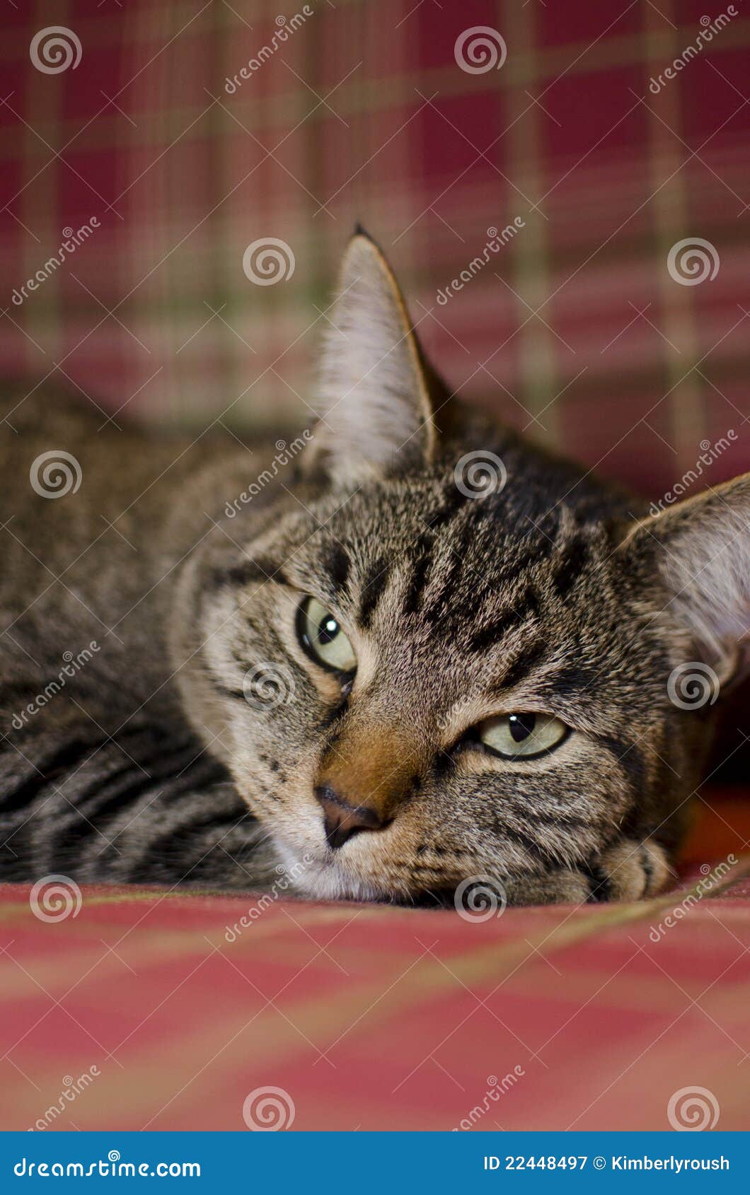 Cat with Plaid Background 1 Stock Image - Image of chirstmas, christmas