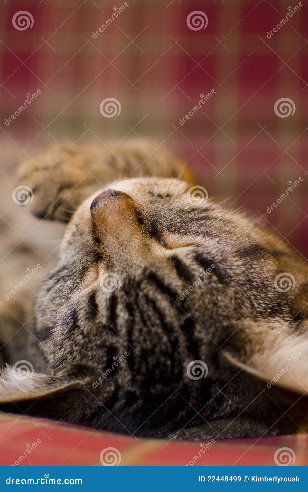 Cat with Plaid Background 2 Stock Image - Image of adorable, furry