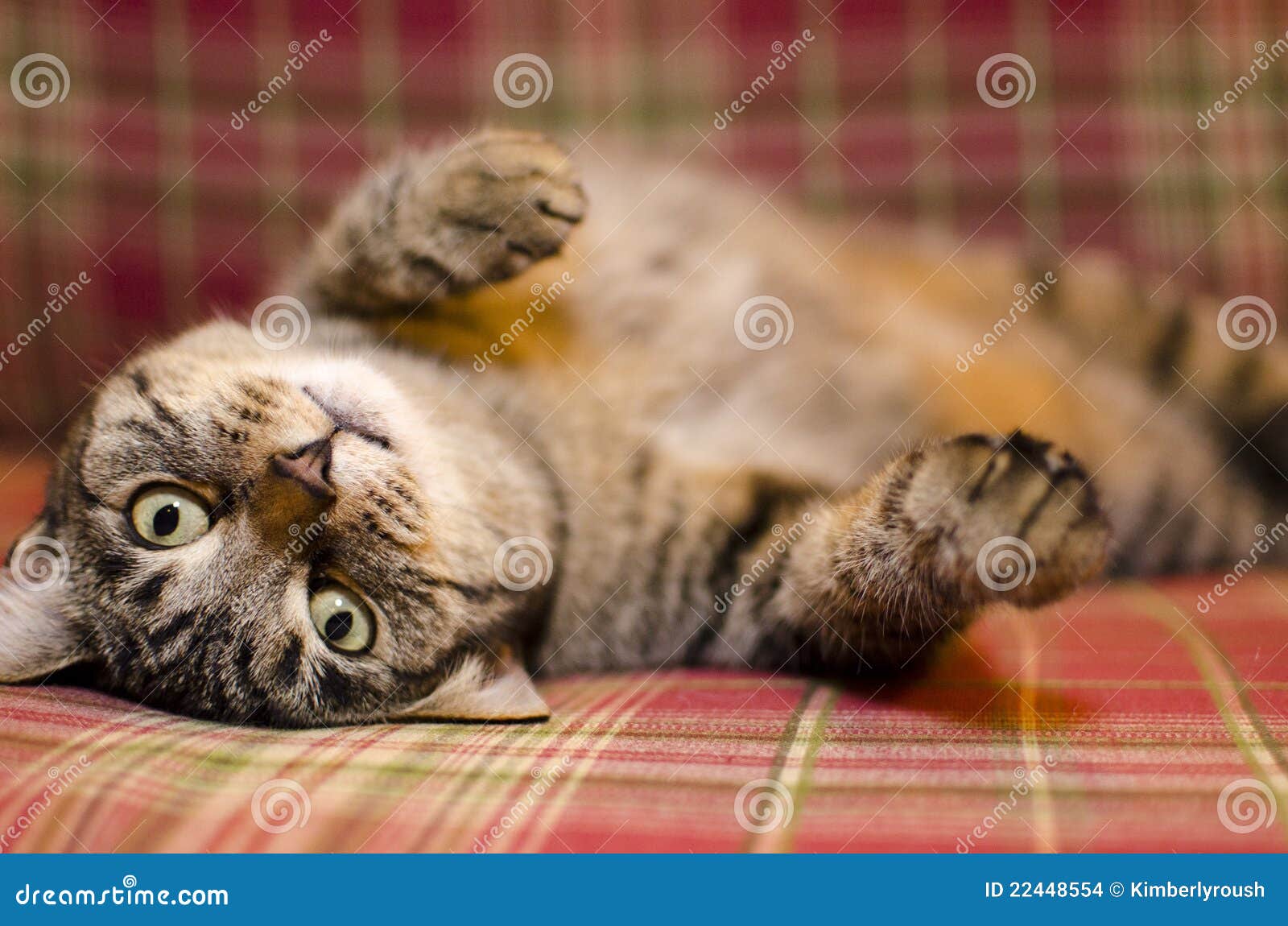 Cat with plaid background stock photo. Image of plaid - 22448554