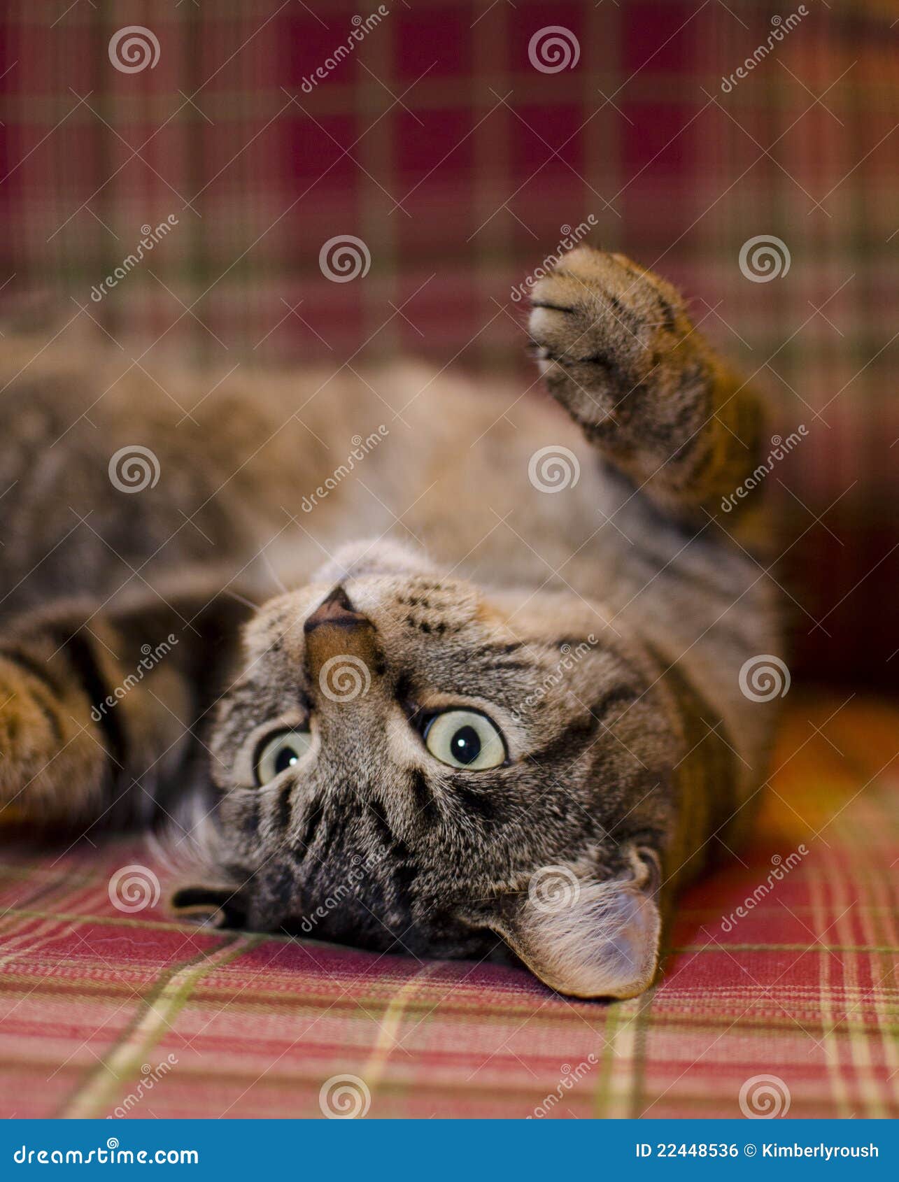 Cat with Plaid Background 6 Stock Photo - Image of back, striped: 22448536