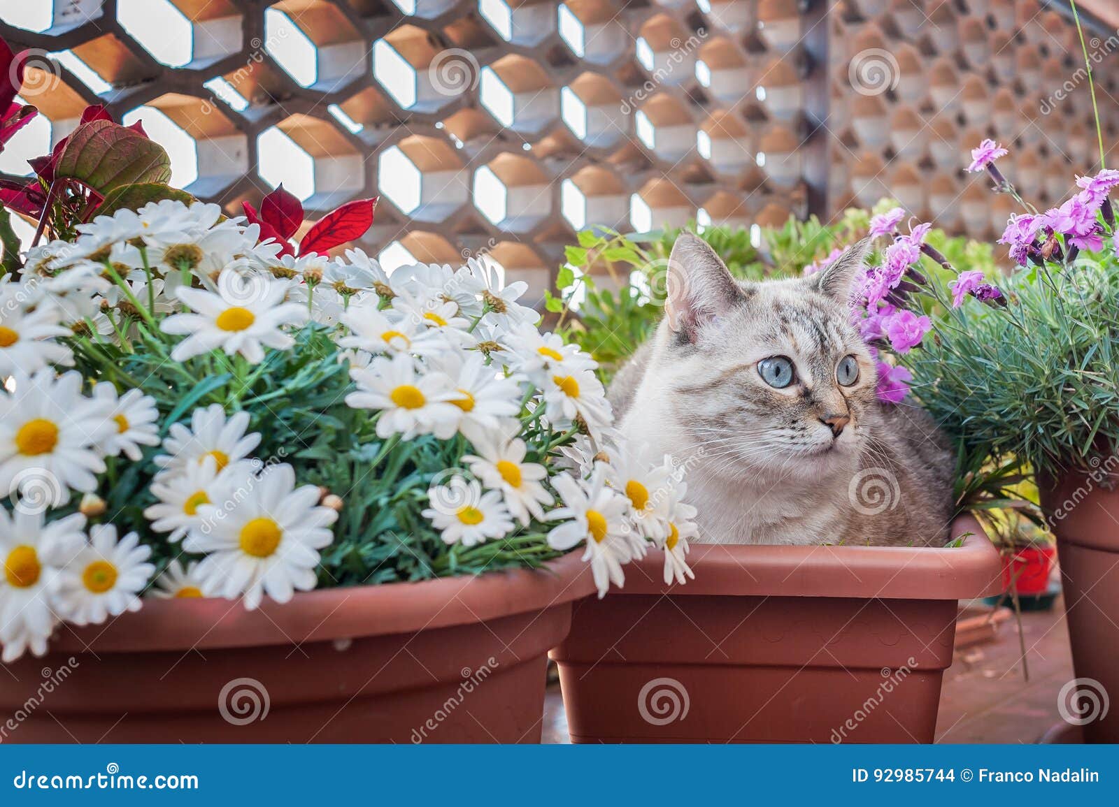 Cat in a plant pot. stock photo. Image of confortable 92985744