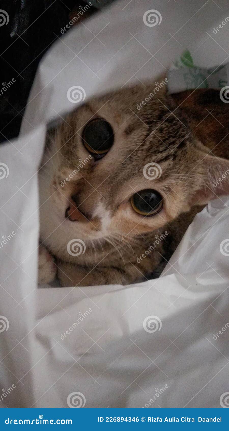 Cat in plastic bag stock photo. Image of carnivore, mammal 226894346