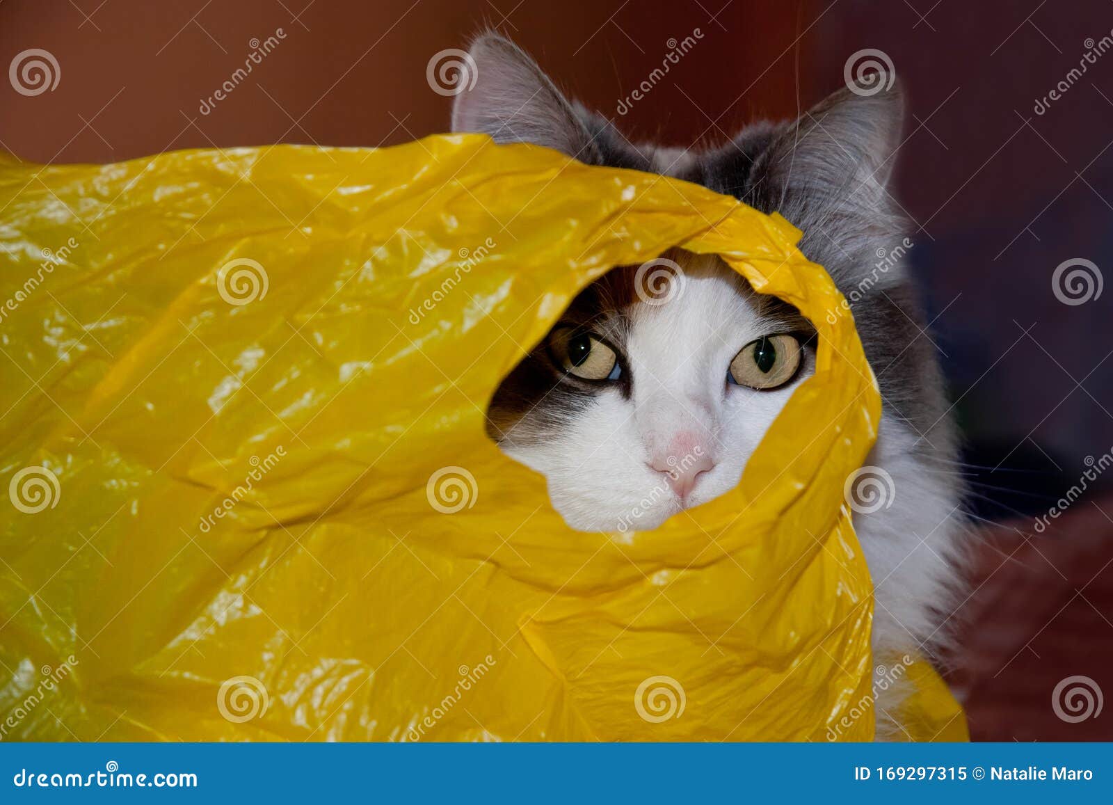 Cat in a plastic bag stock image. Image of list, peeking 169297315
