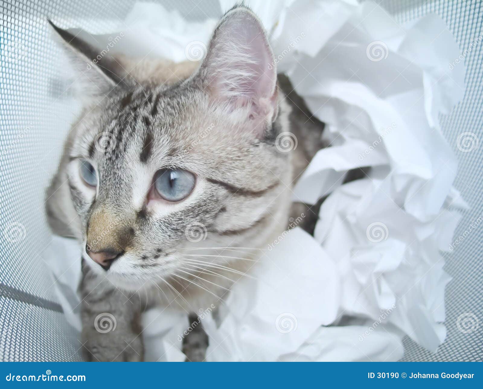 Cat Play stock photo. Image of office, crafty, cunning, cosmopolite 30190