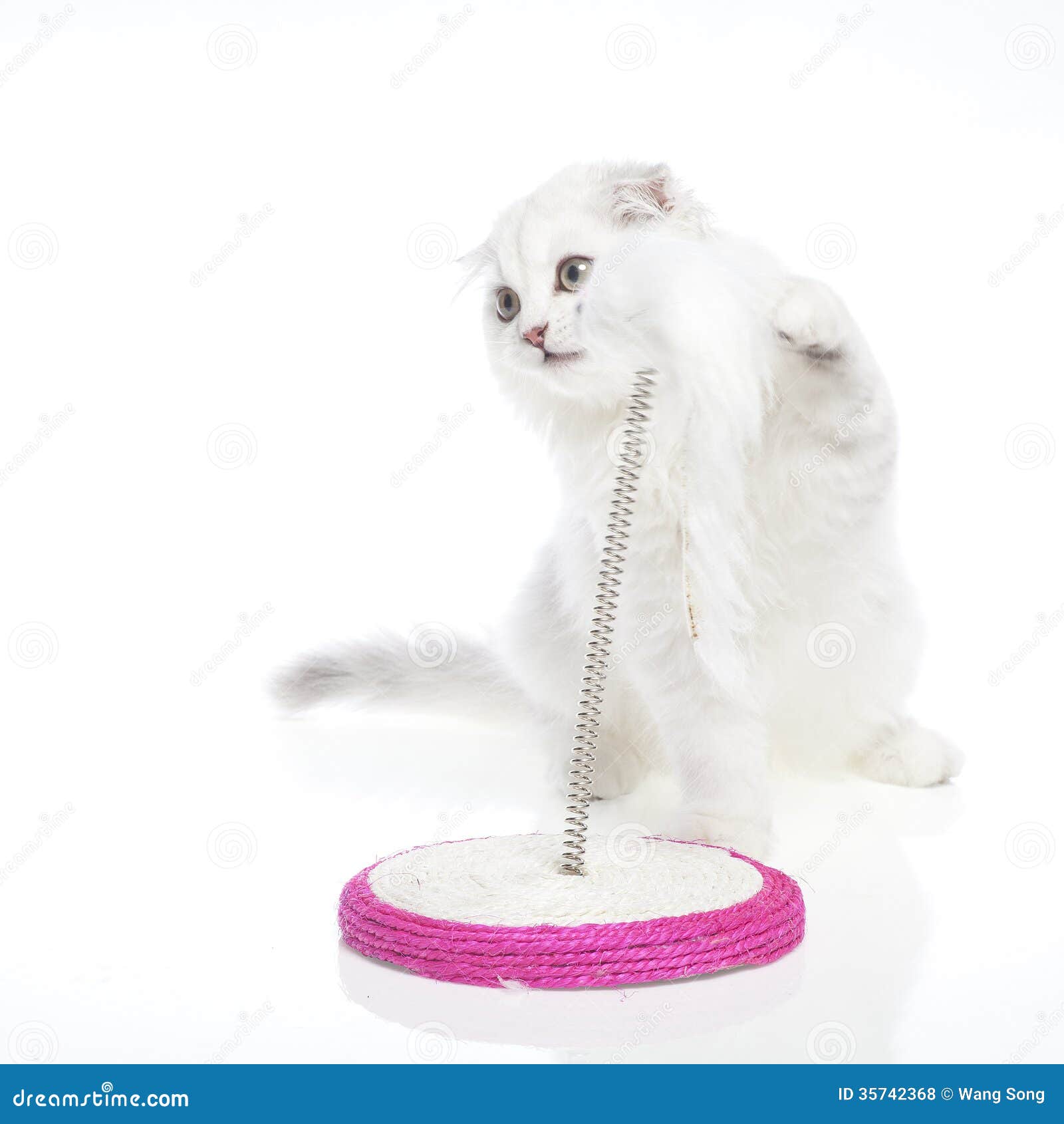 Cat in play stock photo. Image of funny, jumping, beautiful 35742368