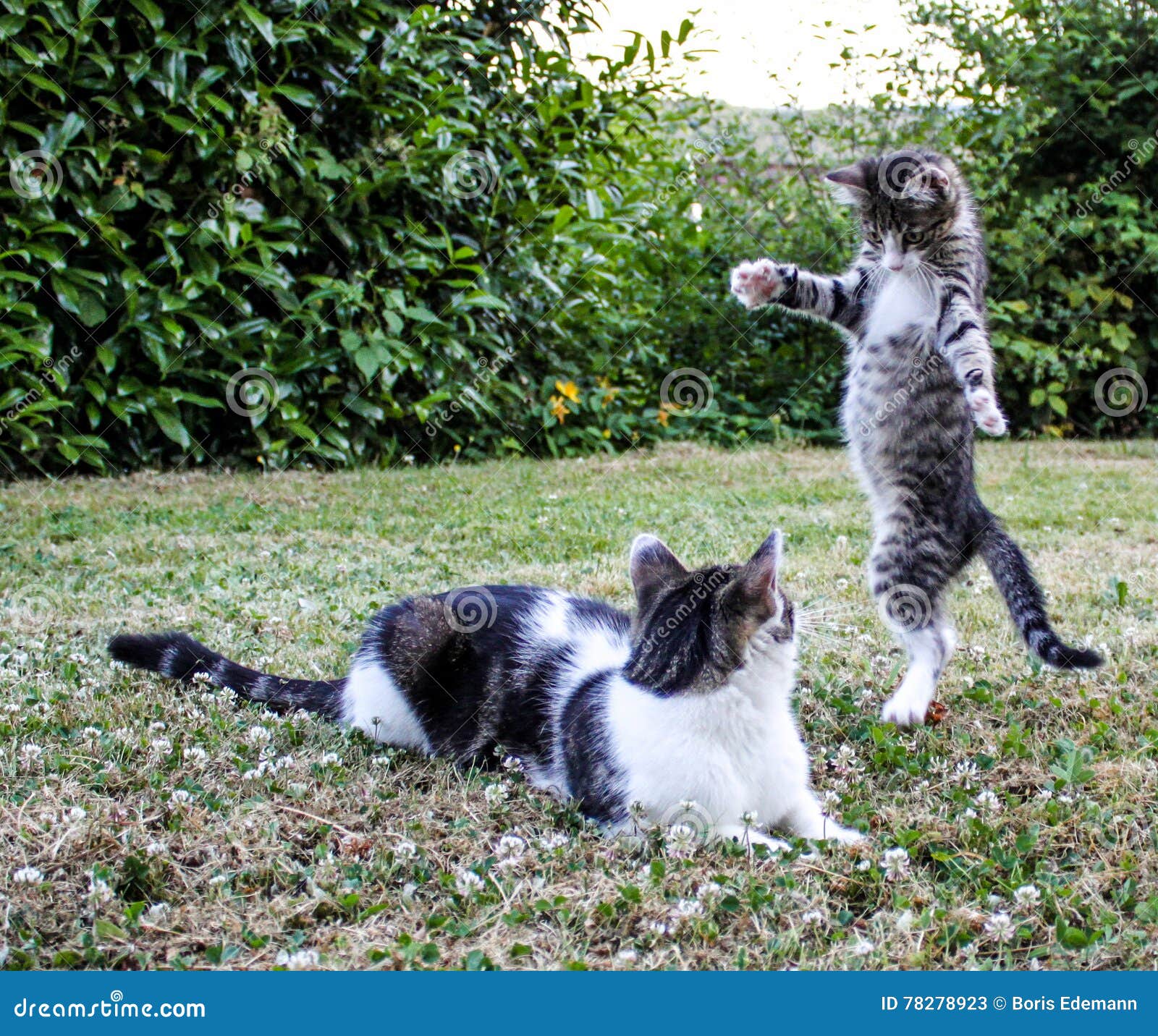 Cat stock image. Image of fight, animal, katze, play 78278923