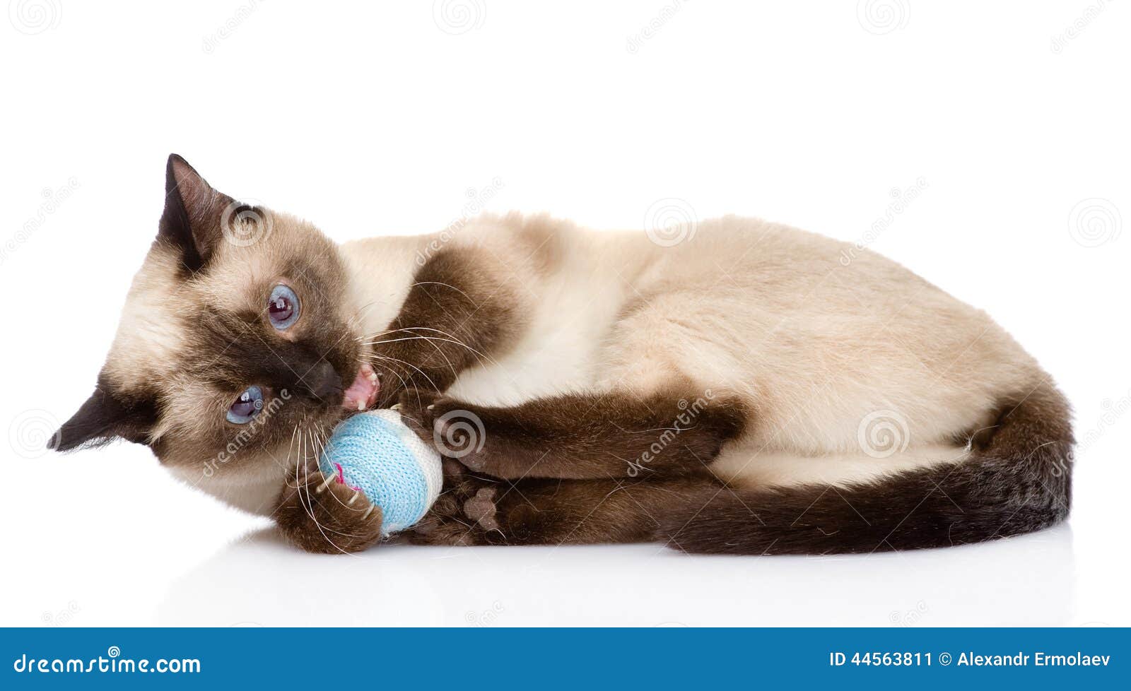siamese cat balls