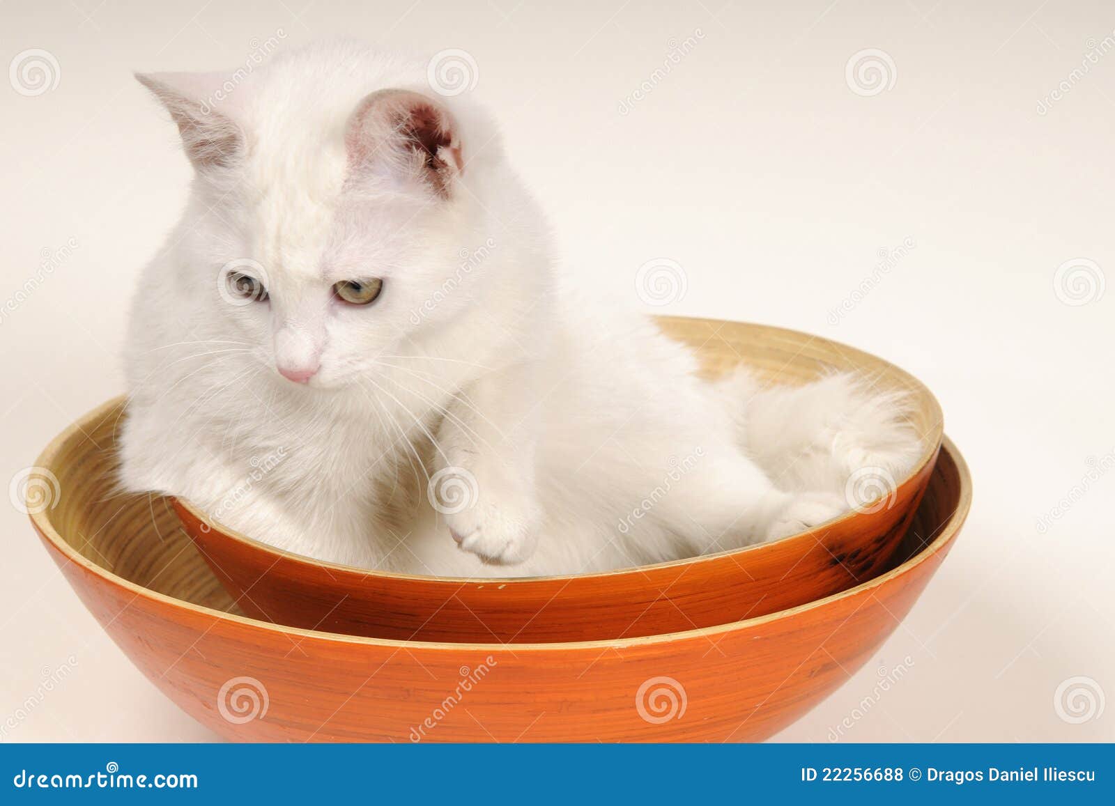 Cat playing in bowls stock photo. Image of studio, baby 22256688