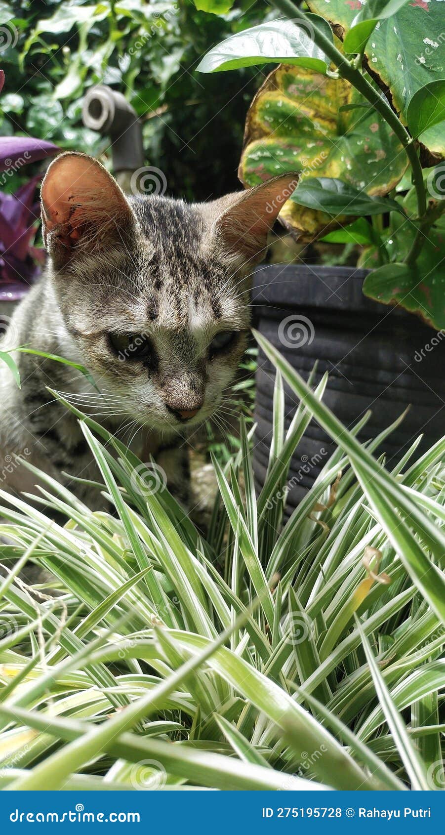 a cat playing in the bushes and foliage