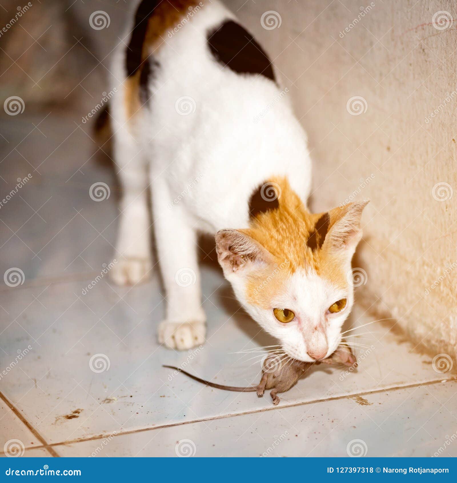Cat Playing and Catch a Rat. Stock Photo Image of green, pets 127397318