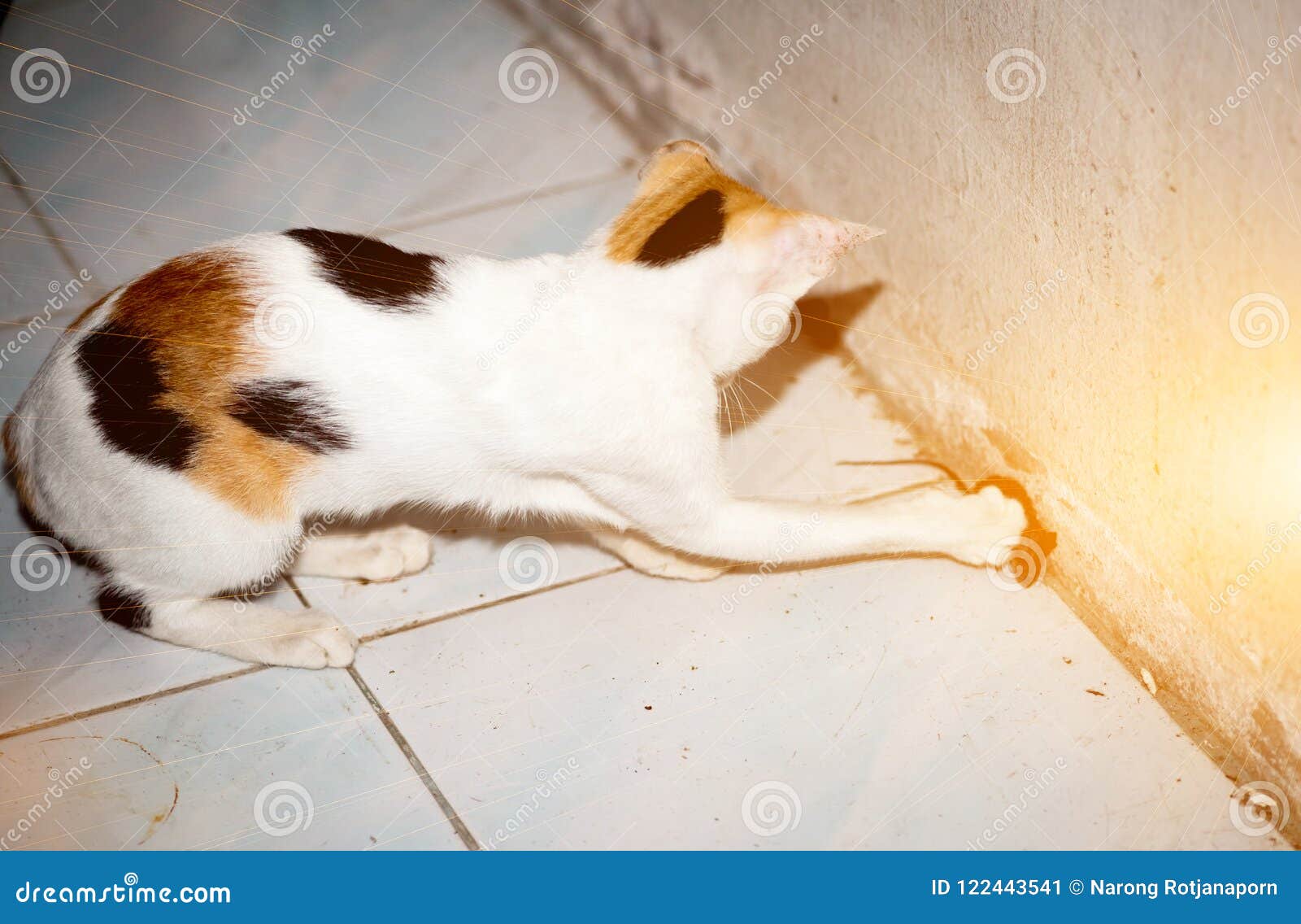 Cat Playing and Catch a Rat. Stock Image - Image of funny, little