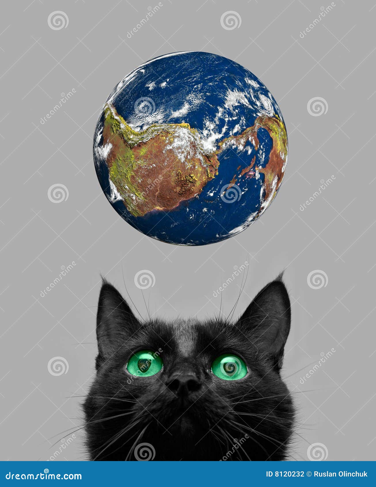 Cat playing with earth stock photo. Image of health, grey 8120232