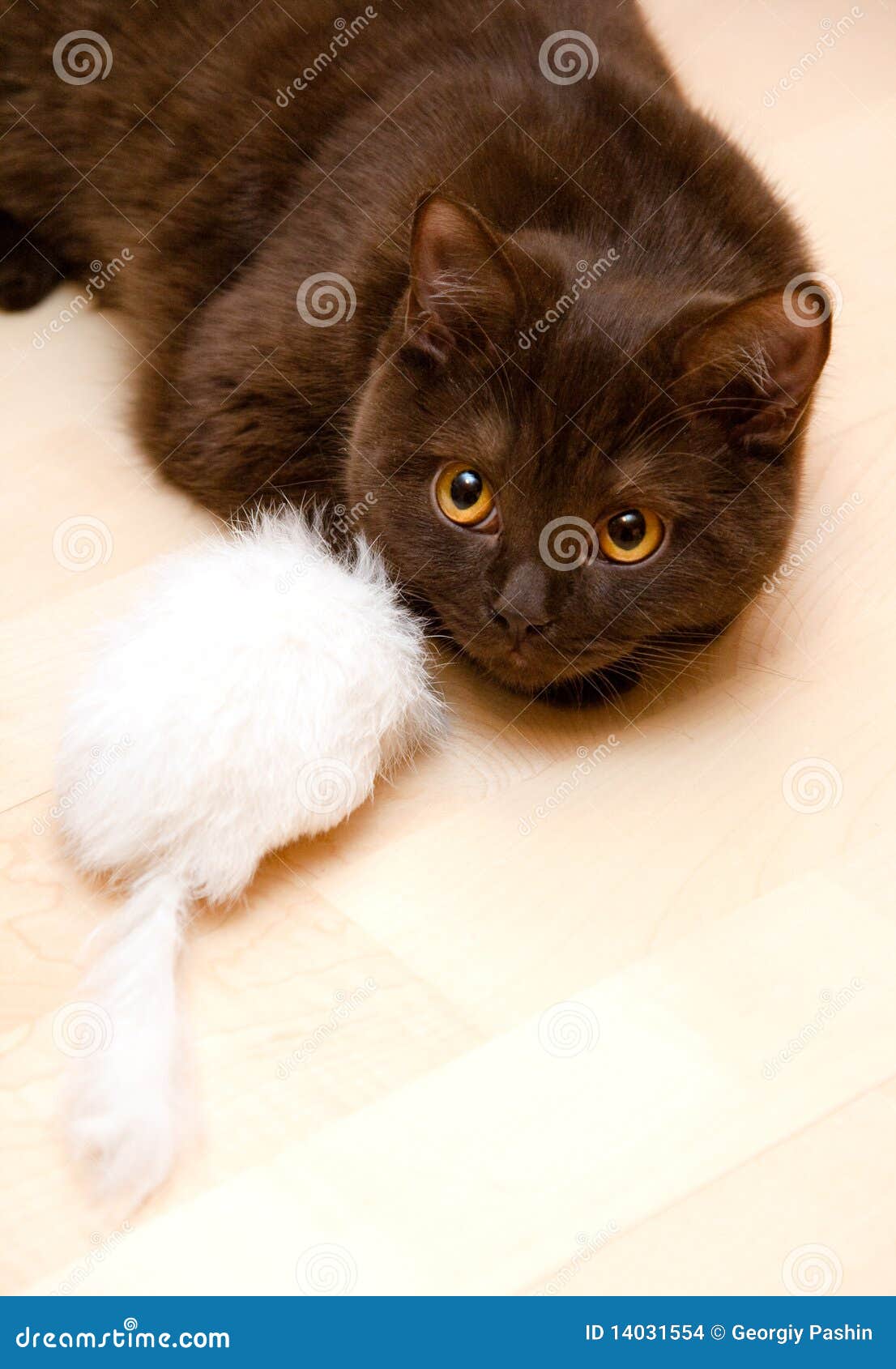 Cat Playing with Mouse stock photo. Image of peaceful 14031554