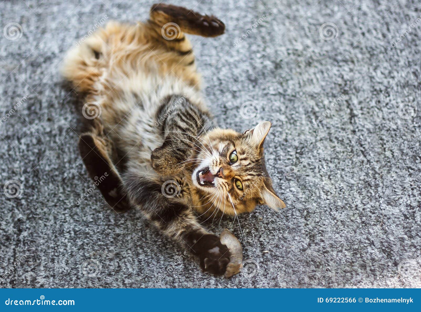 Cat Playing with Mouse on the Farm Stock Photo Image of hunt, action
