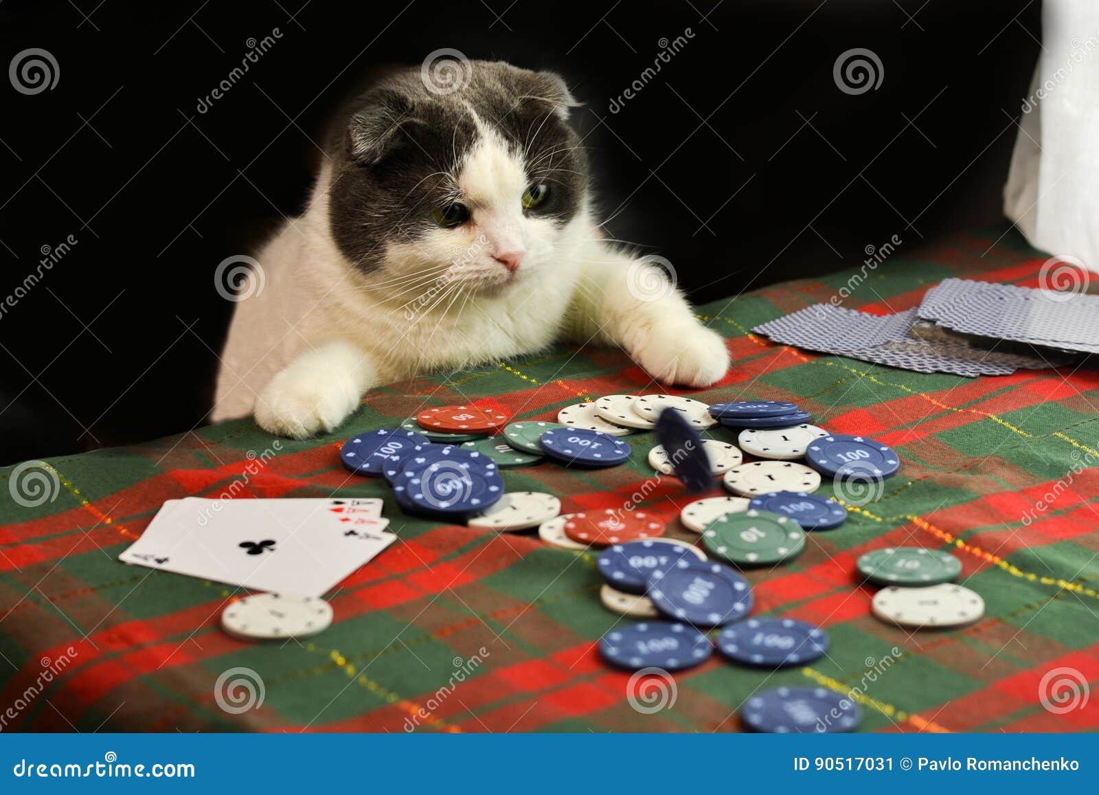 Casino cat official money cat fun. Покерный кот. Коты играющие в Покер. Азартный кот. Коты в казино.