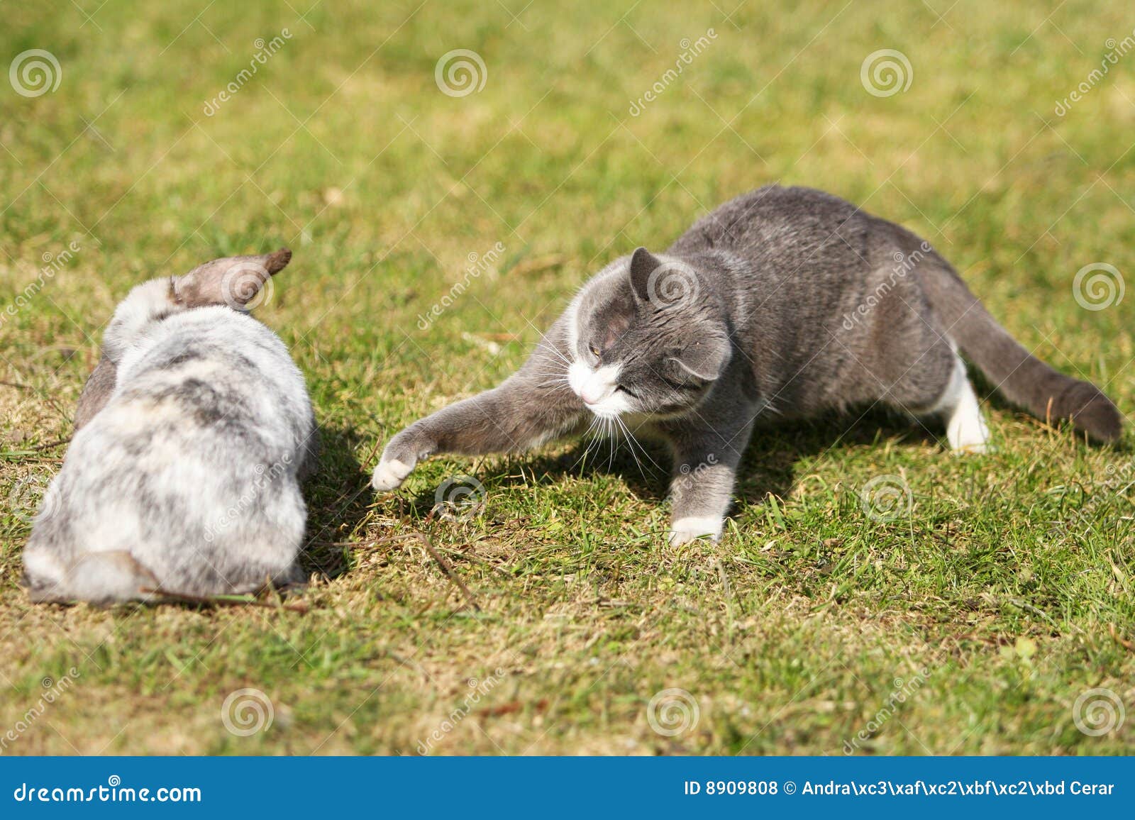 Cat playing with a rabbit stock photo. Image of game, playing 8909808