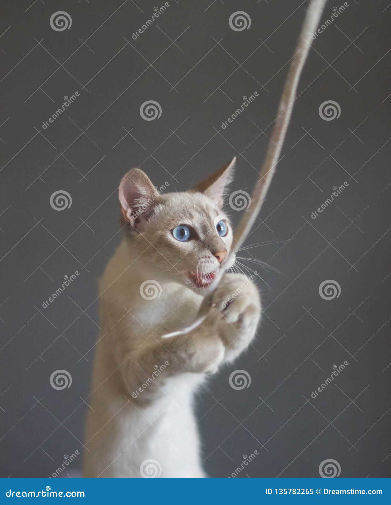 Cat Playing with Shoelace on a Grey Background. Stock Image Image of