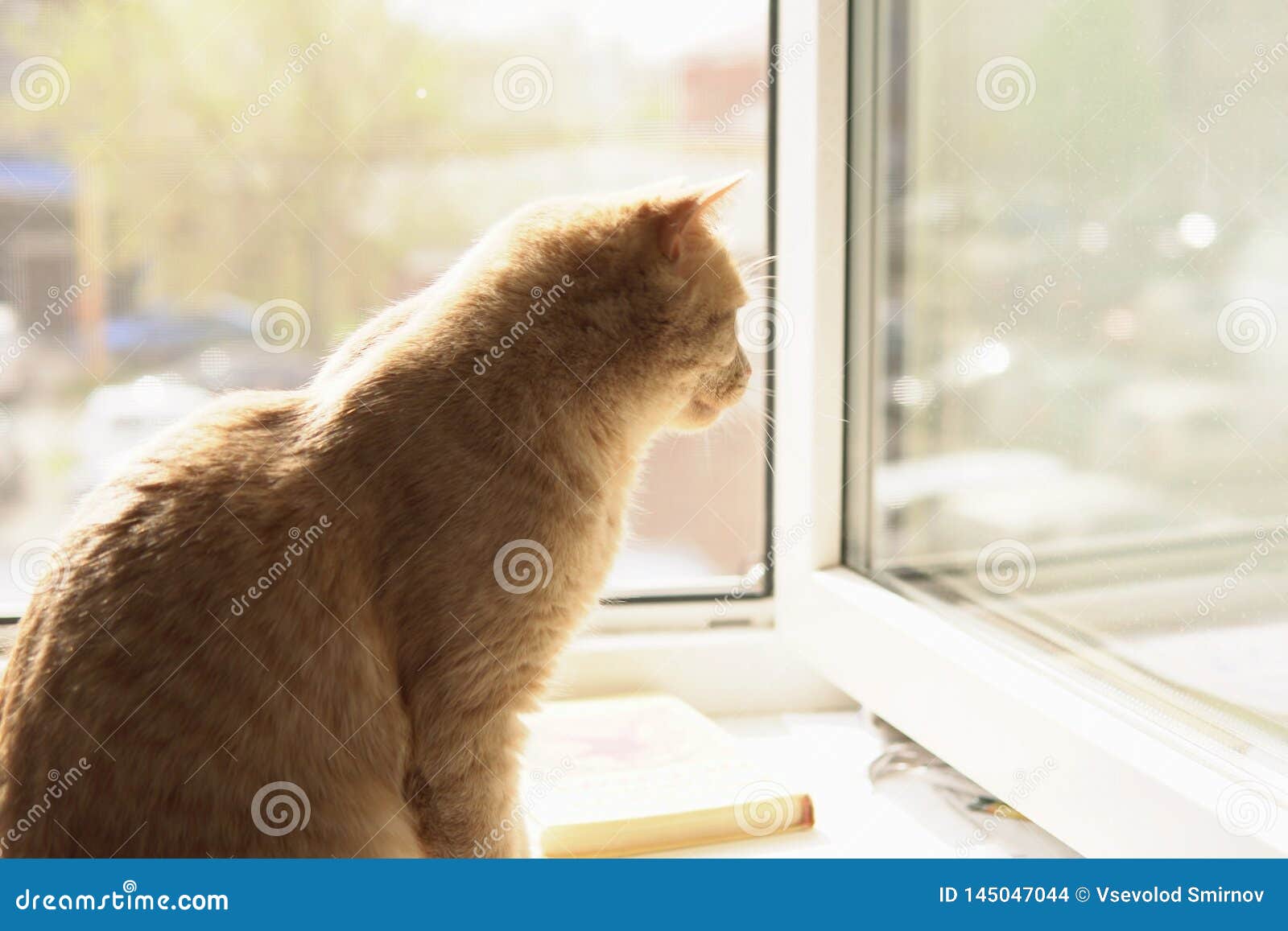 Peach Cat Playing with Sunbeam. Stock Photo Image of reflection, paws