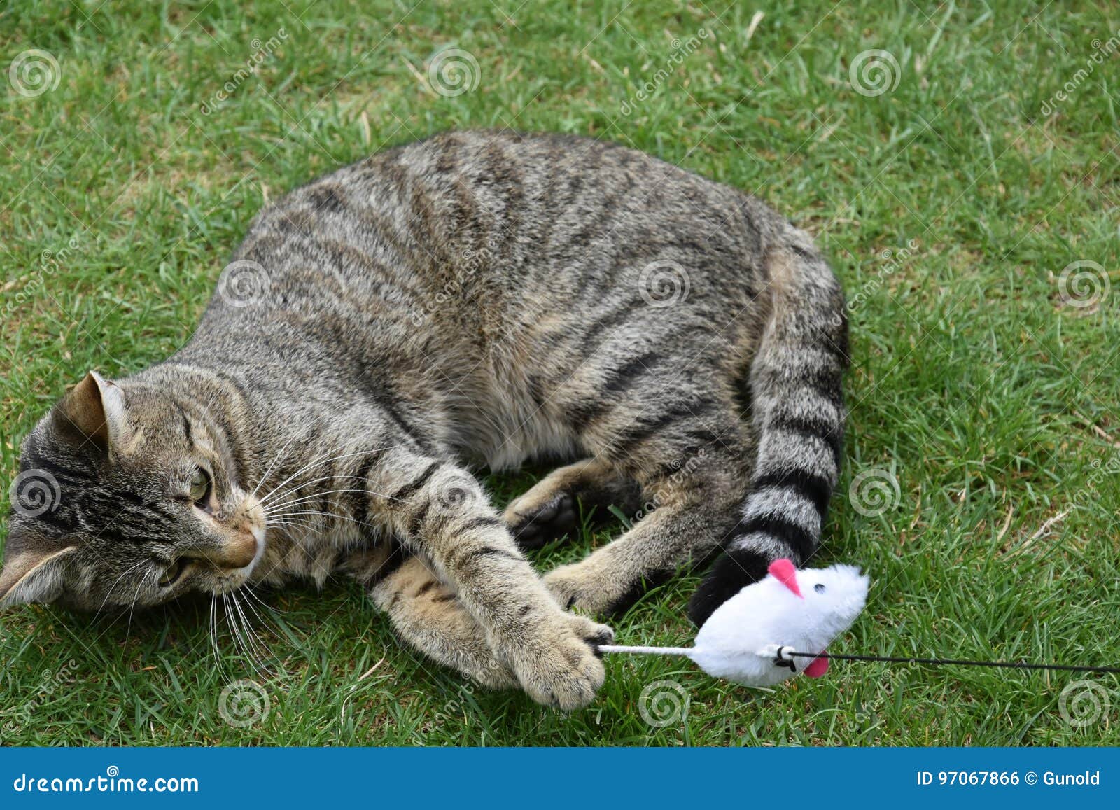 Cat playing with toy stock photo. Image of head, mouse - 97067866