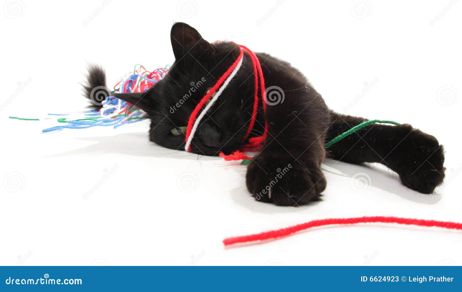 cat playing yarn