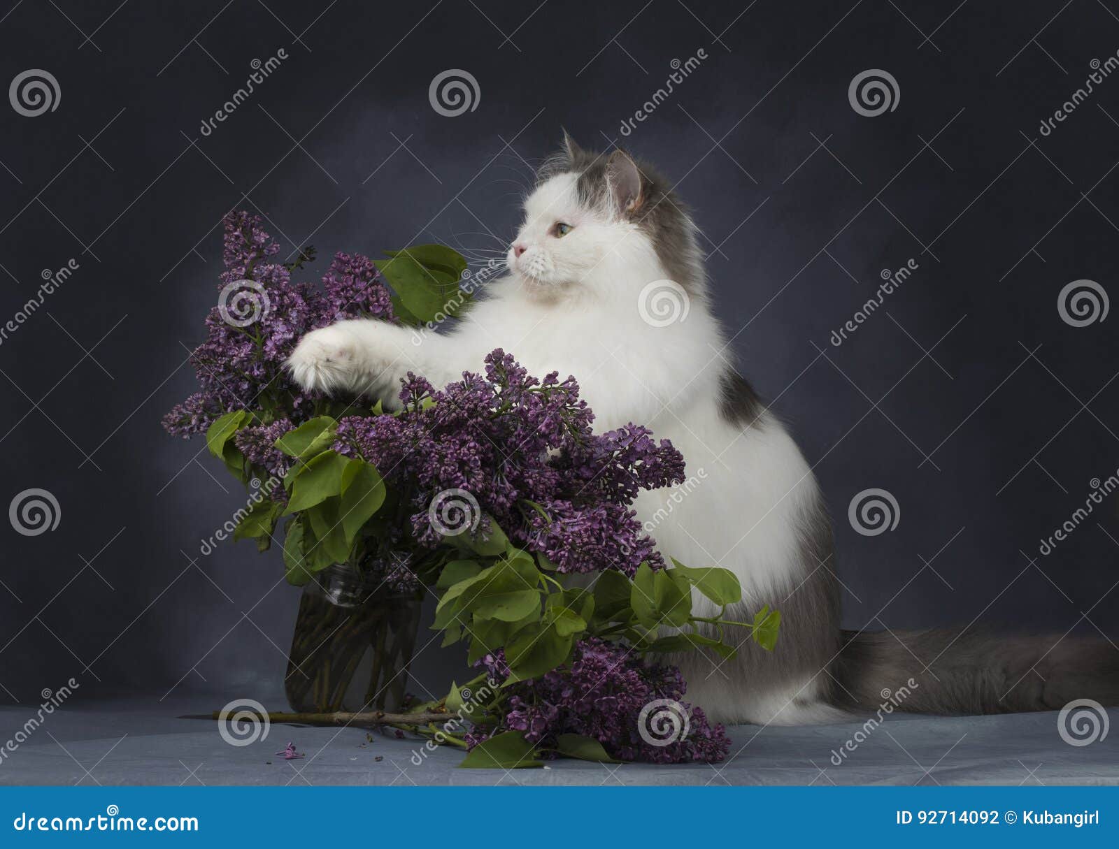 The Cat Plays with a Bouquet of Lilacs Stock Photo Image of flower