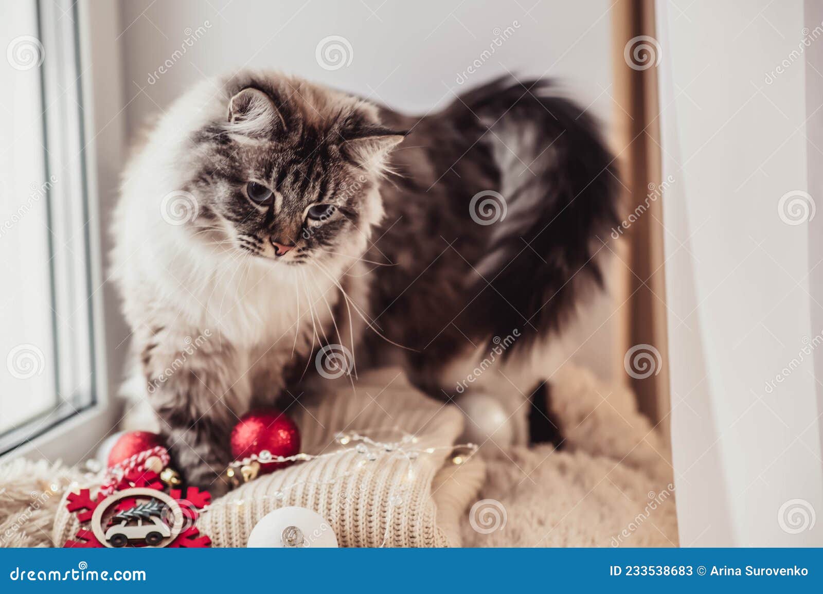 The Cat Plays with Christmas Balls. Stock Image Image of closed