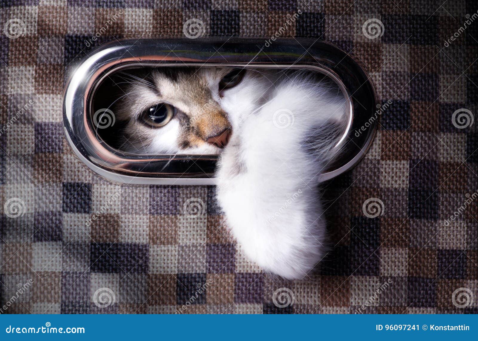 A Cat Plays Hide And Seek; Cute Cat In Box Stock Image Image of playful, sweet 96097241