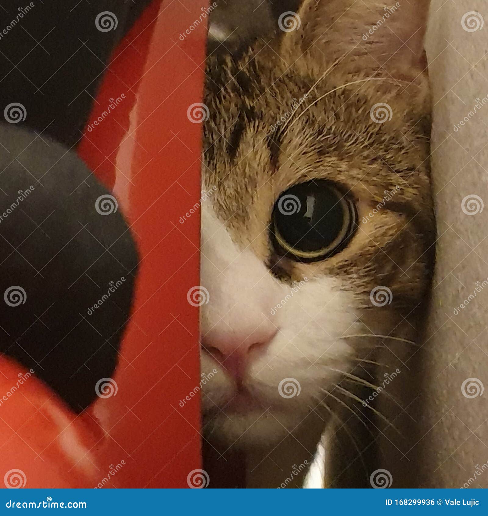 Cat plays hide and seek stock photo. Image of hide, plays 168299936