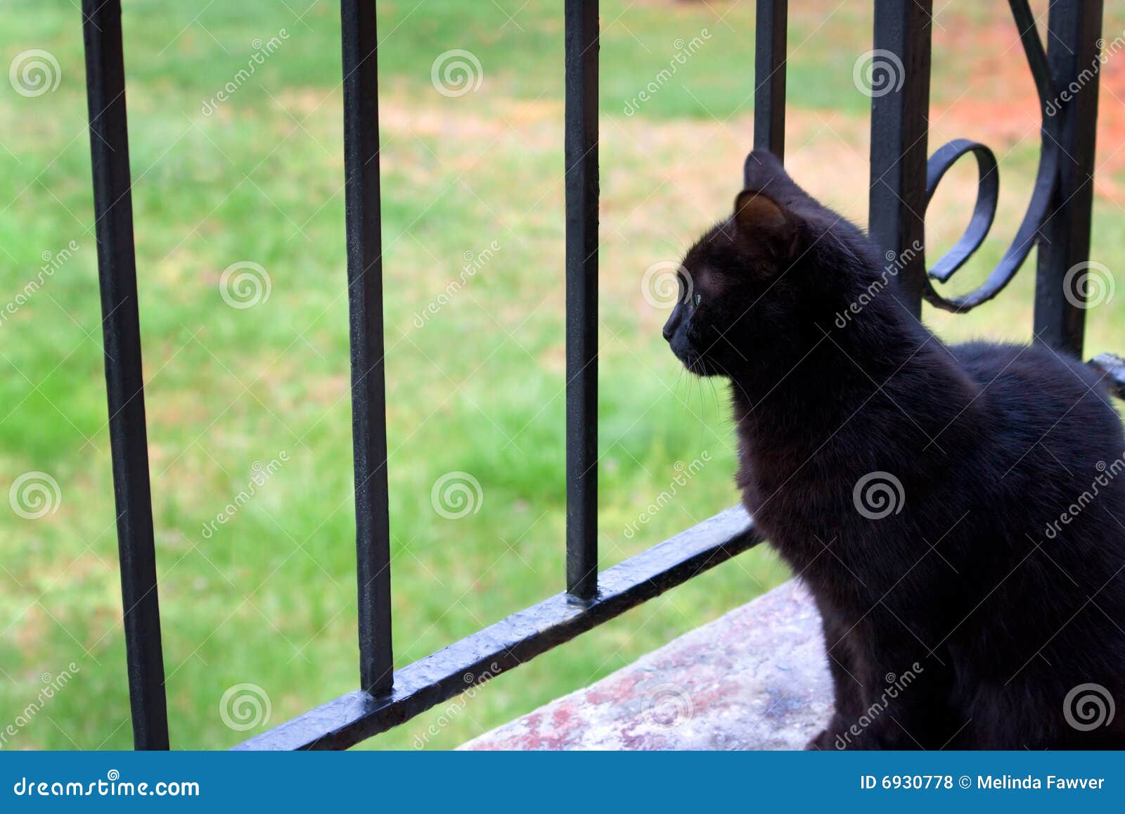 Cat On Porch Picture. Image 6930778