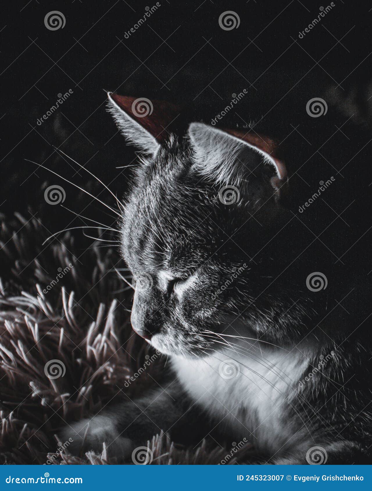 Cat Portrait Confident Manly Cute Calm Shadows Light Stock Image