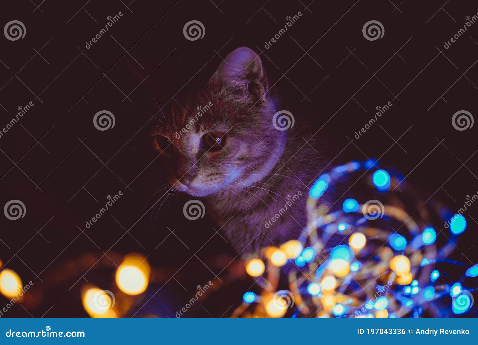 Cat portrait with leds stock photo. Image of lights 197043336
