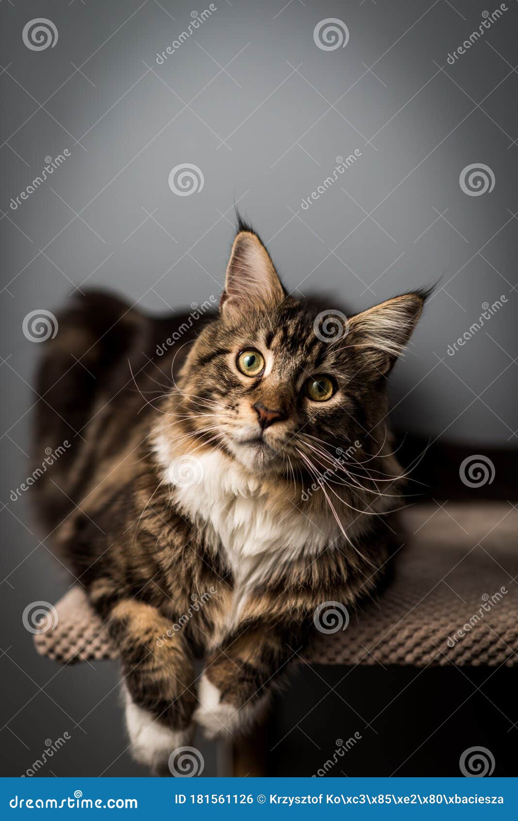 cat portrait of photo session