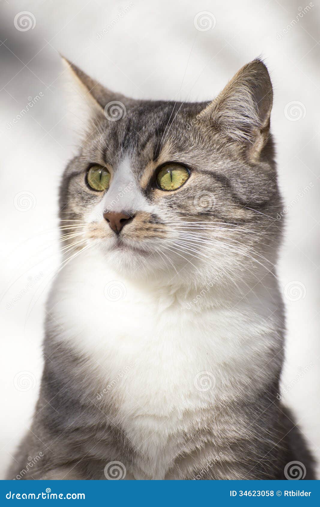 Download Cat portrait stock photo. Image of mammal, kitten, proud ...