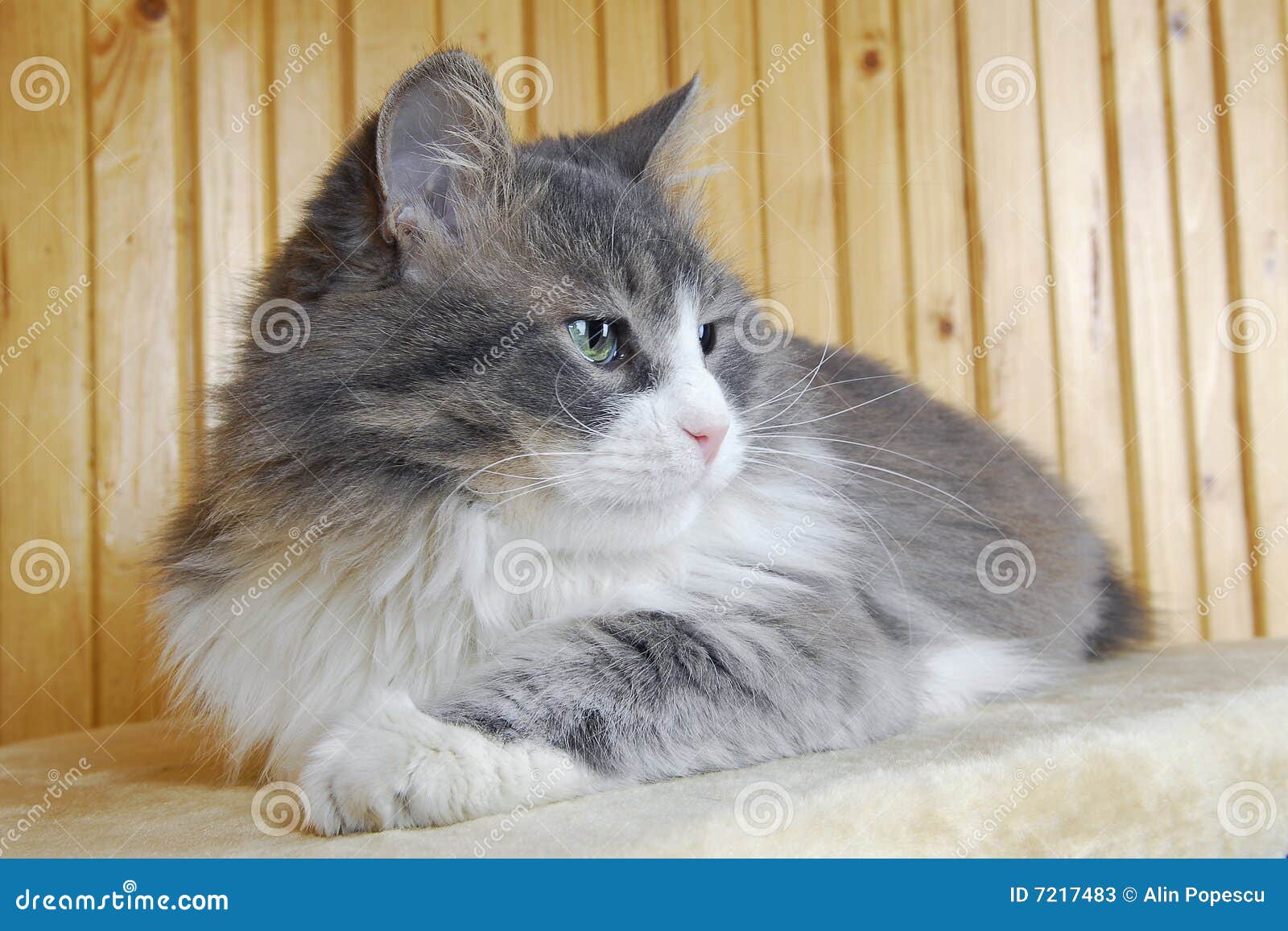  Cat  Posing  In Front  Of The Camera Stock Image Image of 