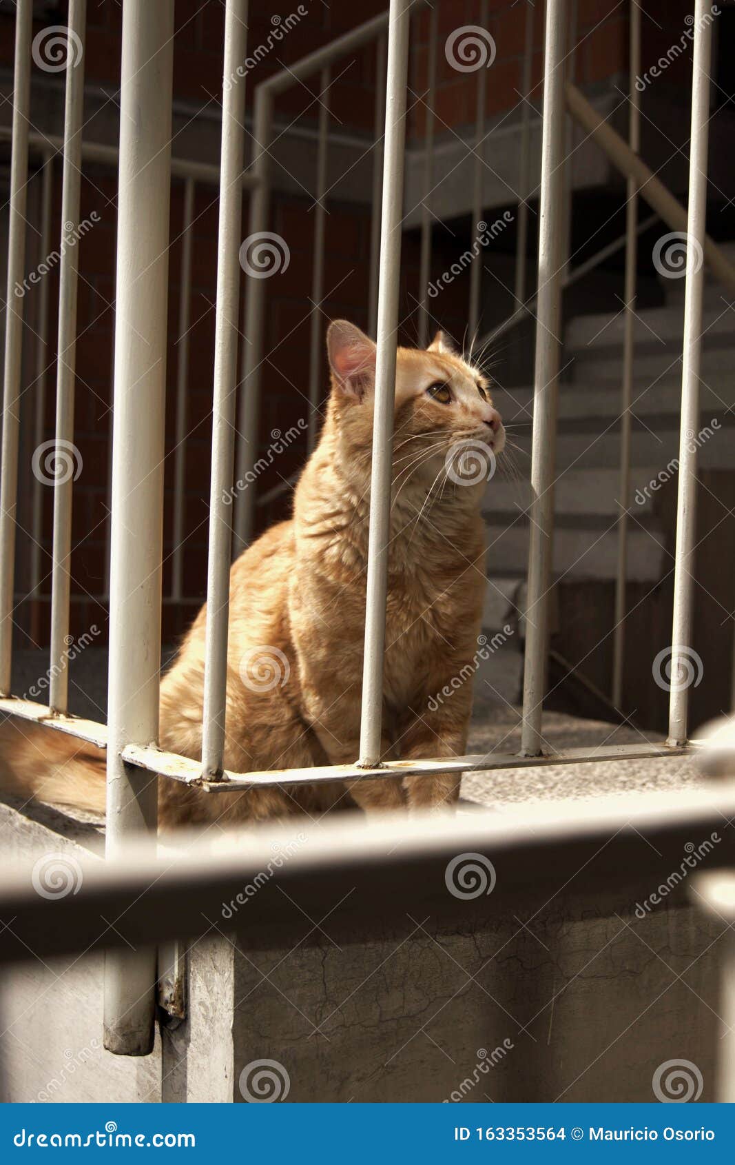 cat posing stairs gato