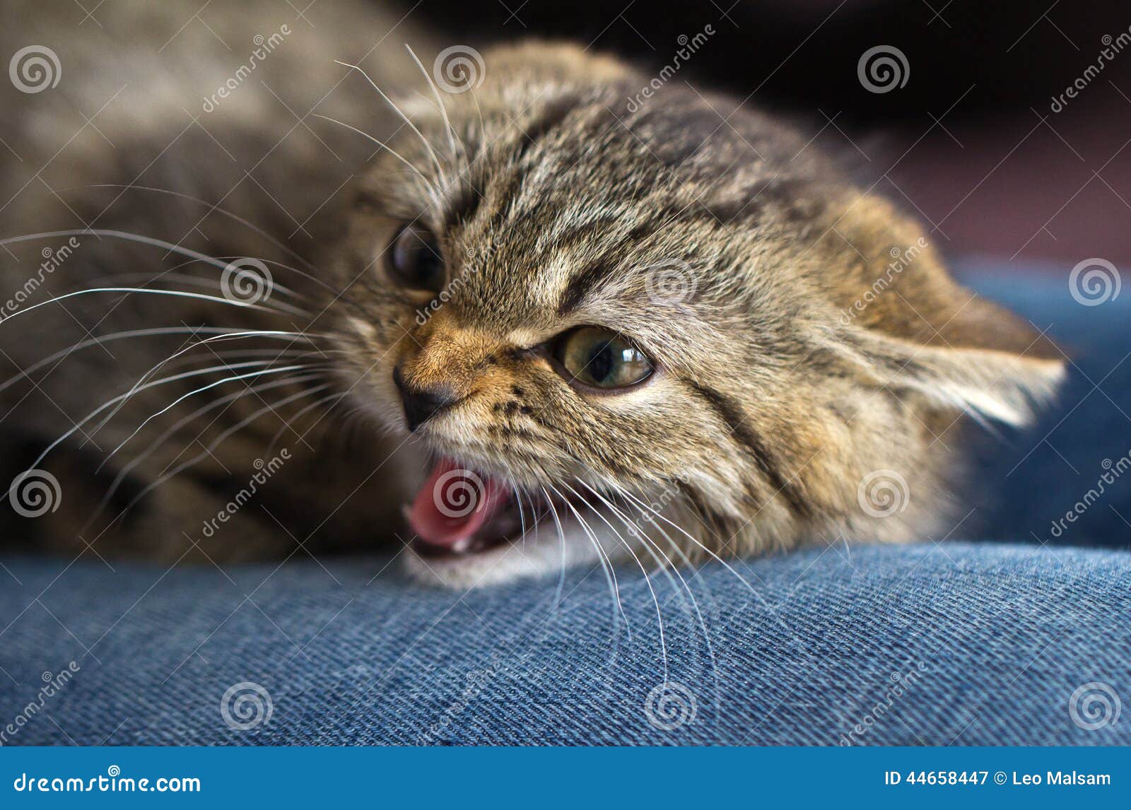 cat predators cat predators