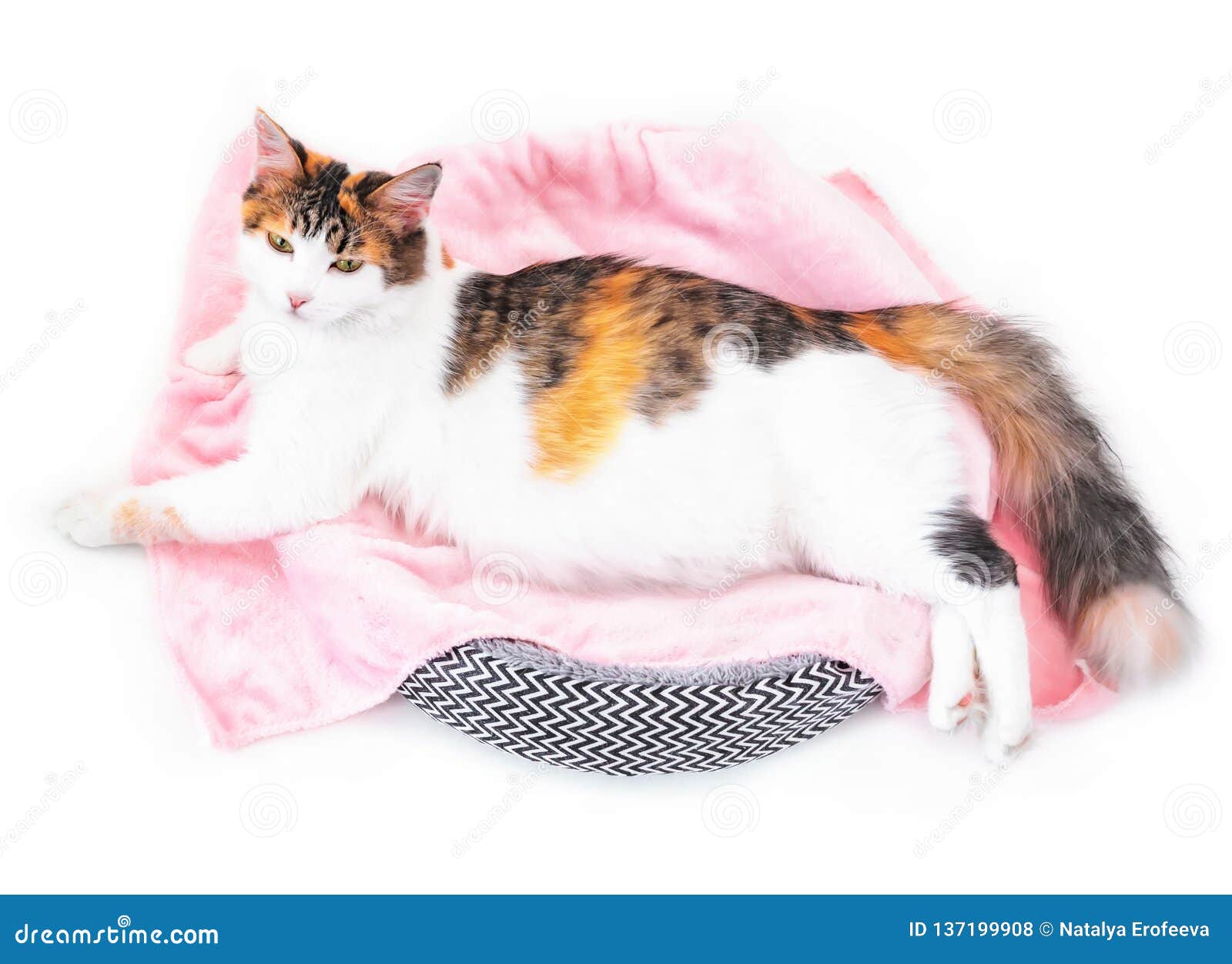 Cat Pregnancy Pregnant Calico Cat With Big Belly Laying On The Pink