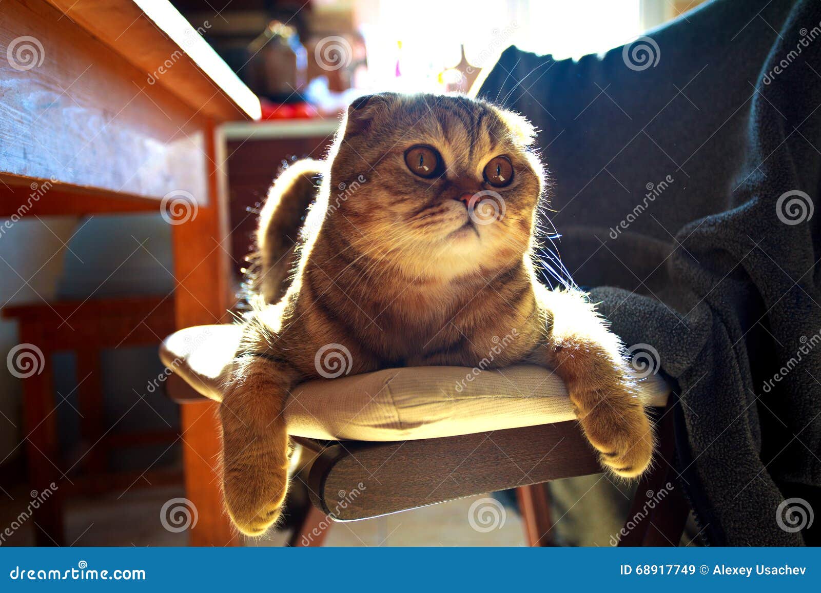 Cat pretty sun home relax stock image. Image of muzzle - 68917749, image size:1600x1157