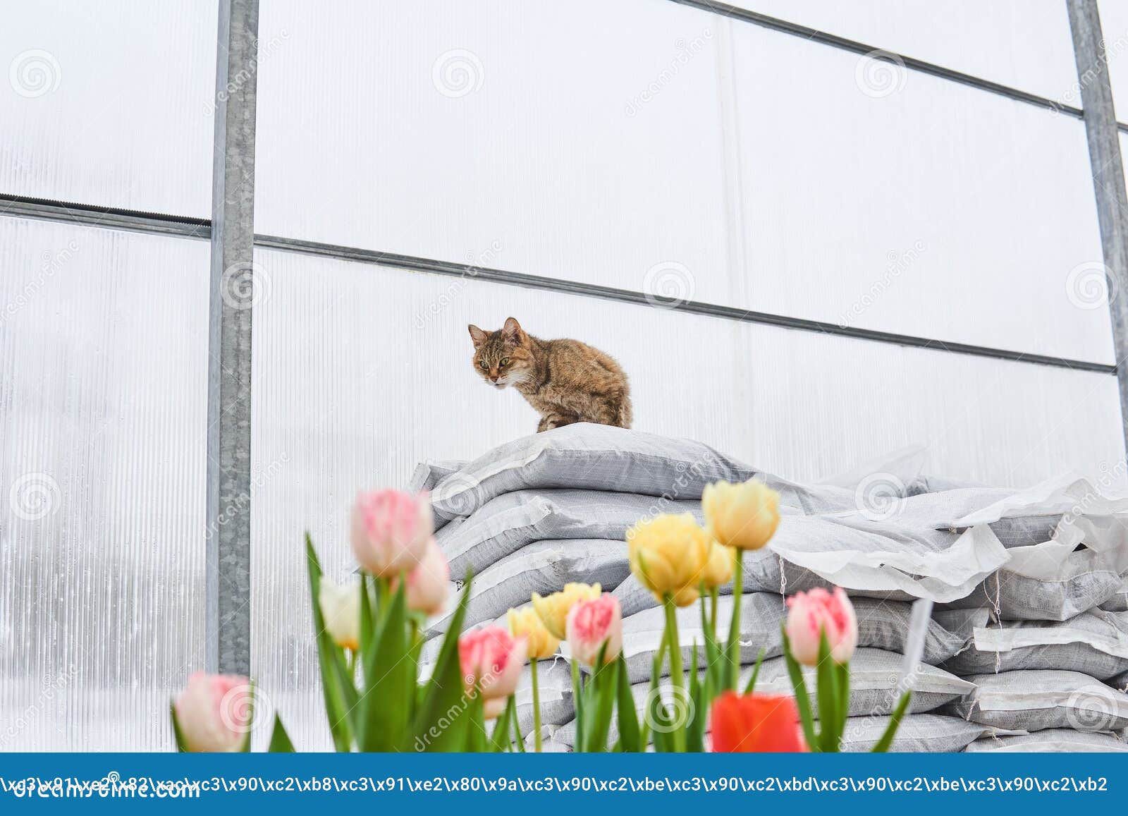 The Cat Protects the Greenhouse from Rodents Stock Image Image of