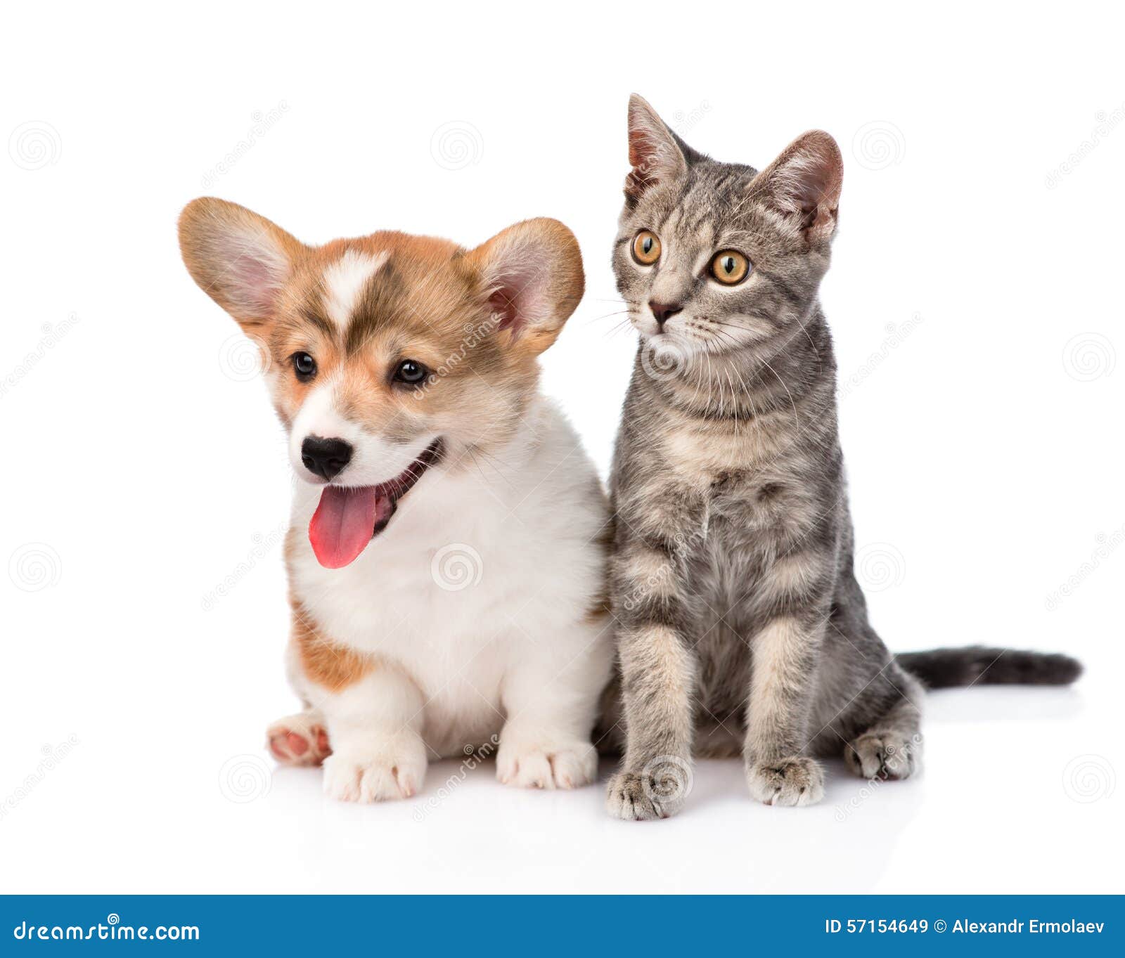 Cat And Puppy Sitting In Front. Isolated On White Background Stock