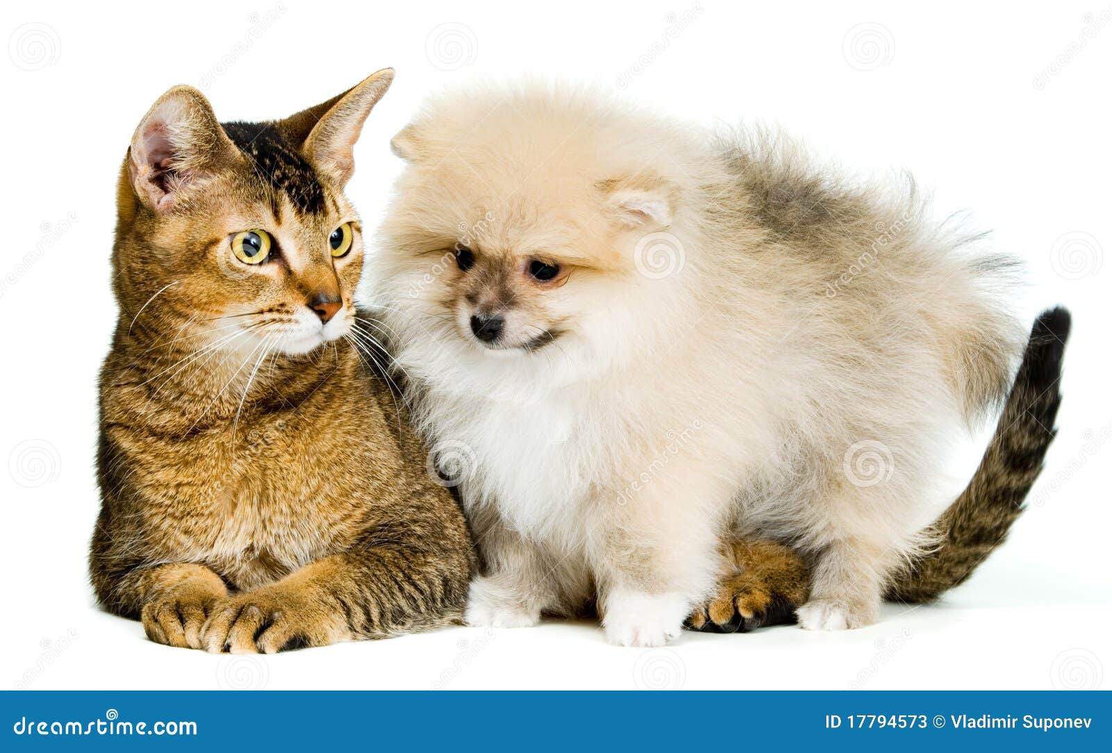 Cat and the Puppy of the Spitzdog Stock Image Image of puppy, close