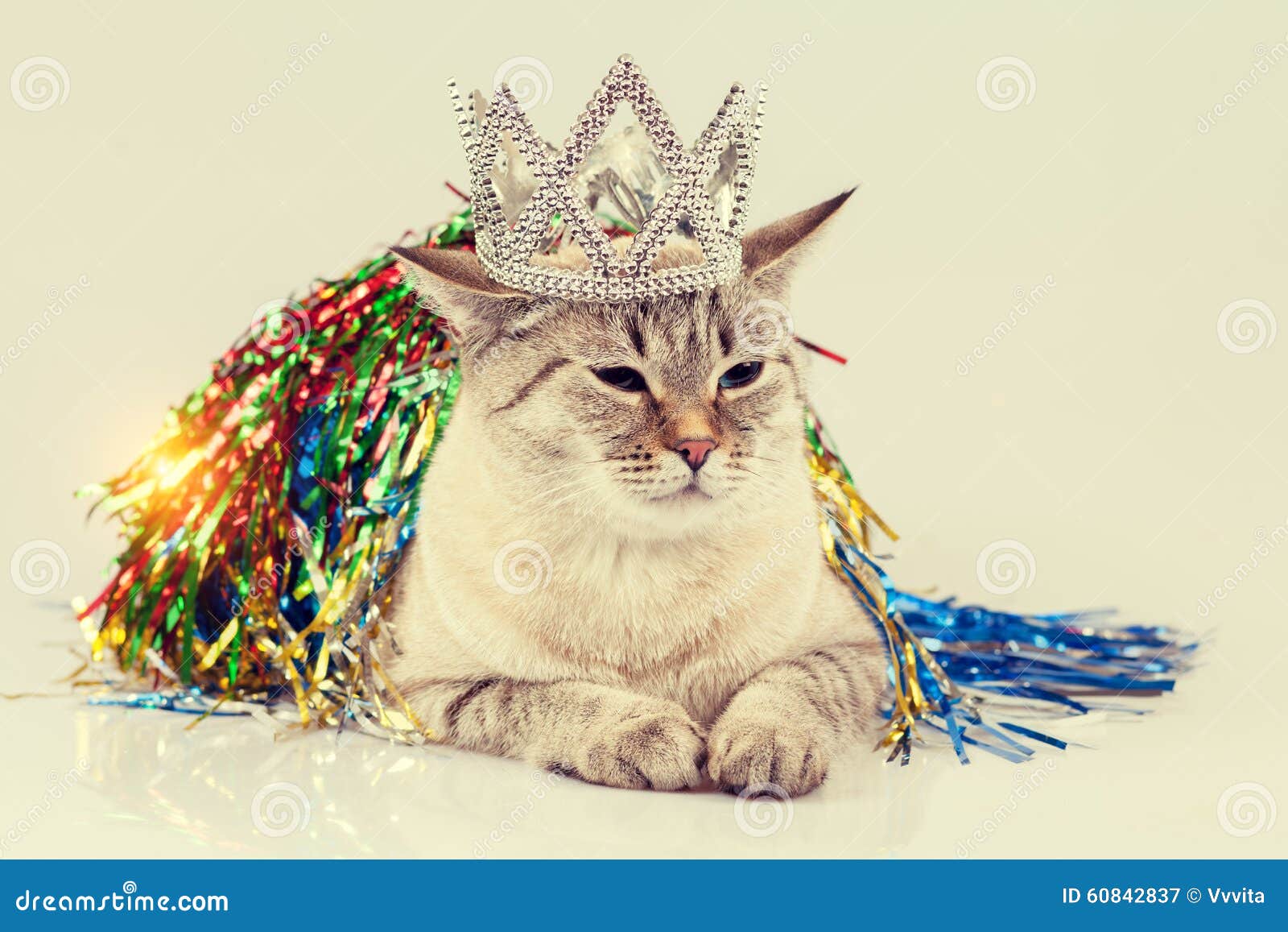 Cat Queen stock image. Image of gown, kitty, event, animal 60842837